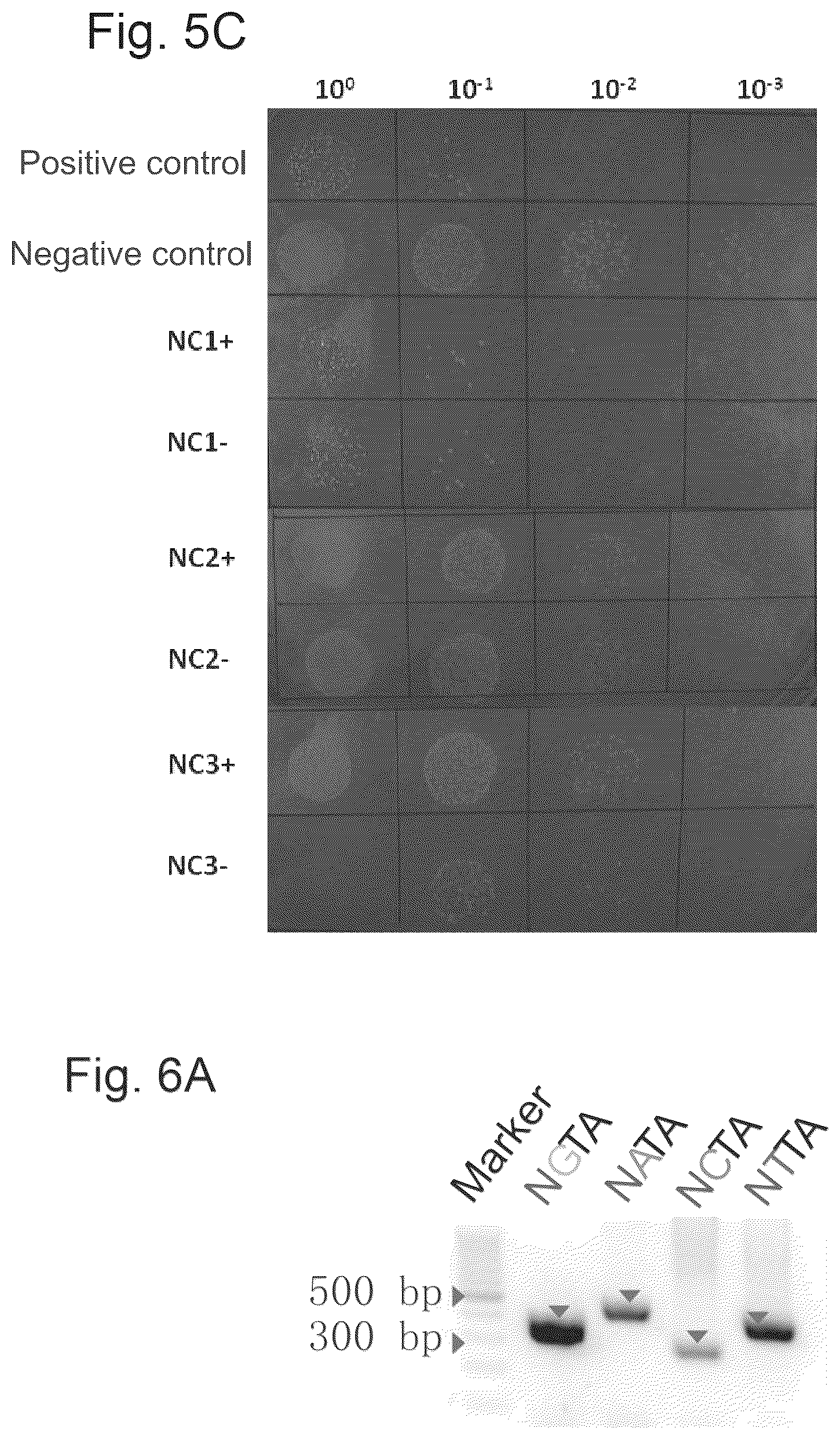 Patent US12157886 Figure 5 – Type II CRISPR/Cas9 genome editing system and the application thereof