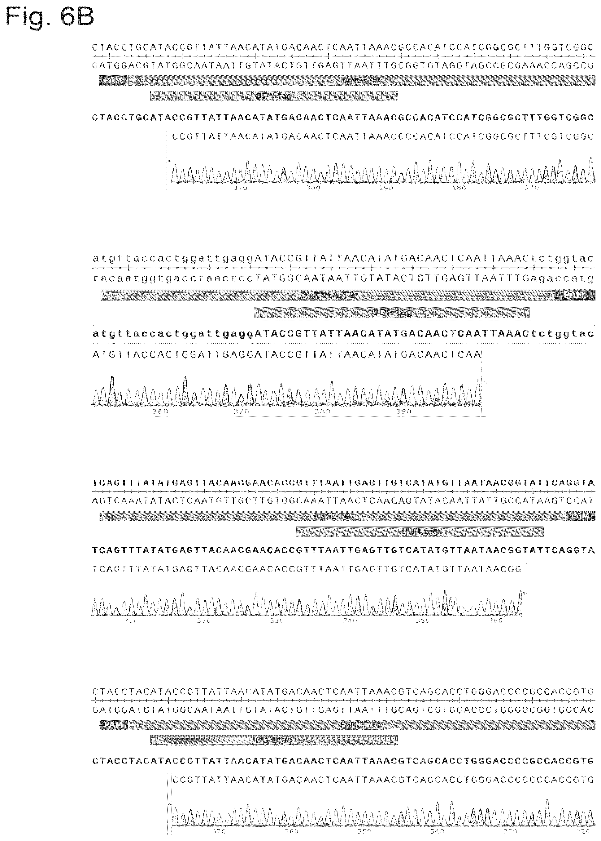 Patent US12157886 Figure 6 – Type II CRISPR/Cas9 genome editing system and the application thereof