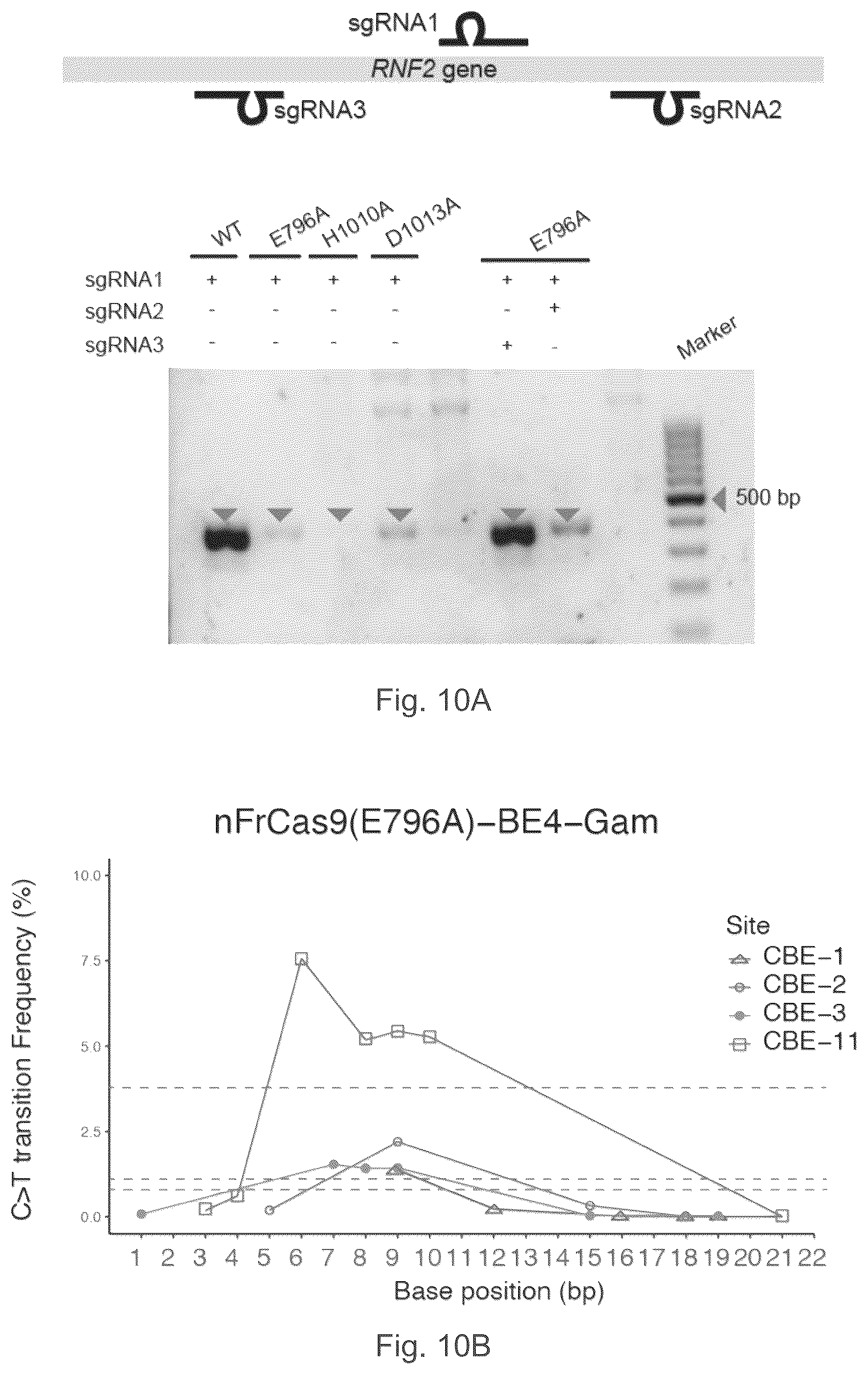 Patent US12157886 Figure 10 – Type II CRISPR/Cas9 genome editing system and the application thereof