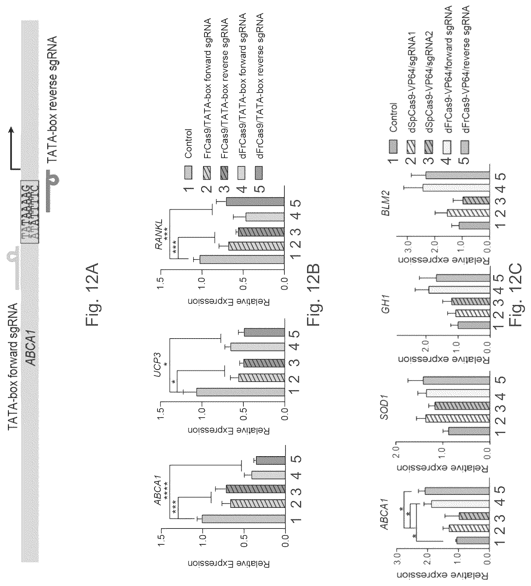 Patent US12157886 Figure 13 – Type II CRISPR/Cas9 genome editing system and the application thereof