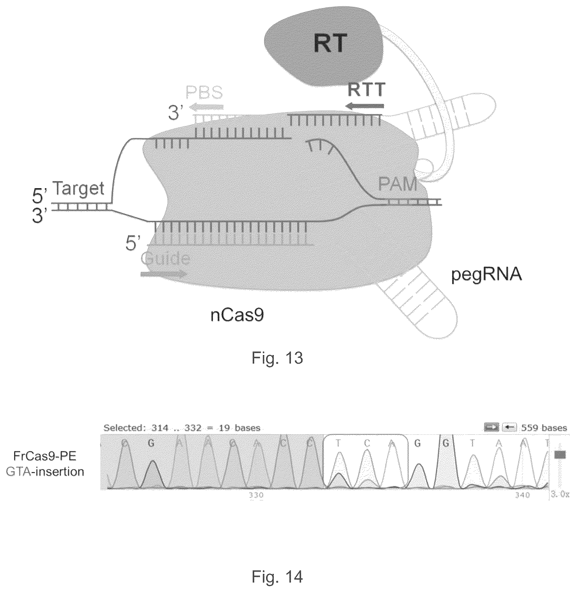 Patent US12157886 Figure 14 – Type II CRISPR/Cas9 genome editing system and the application thereof