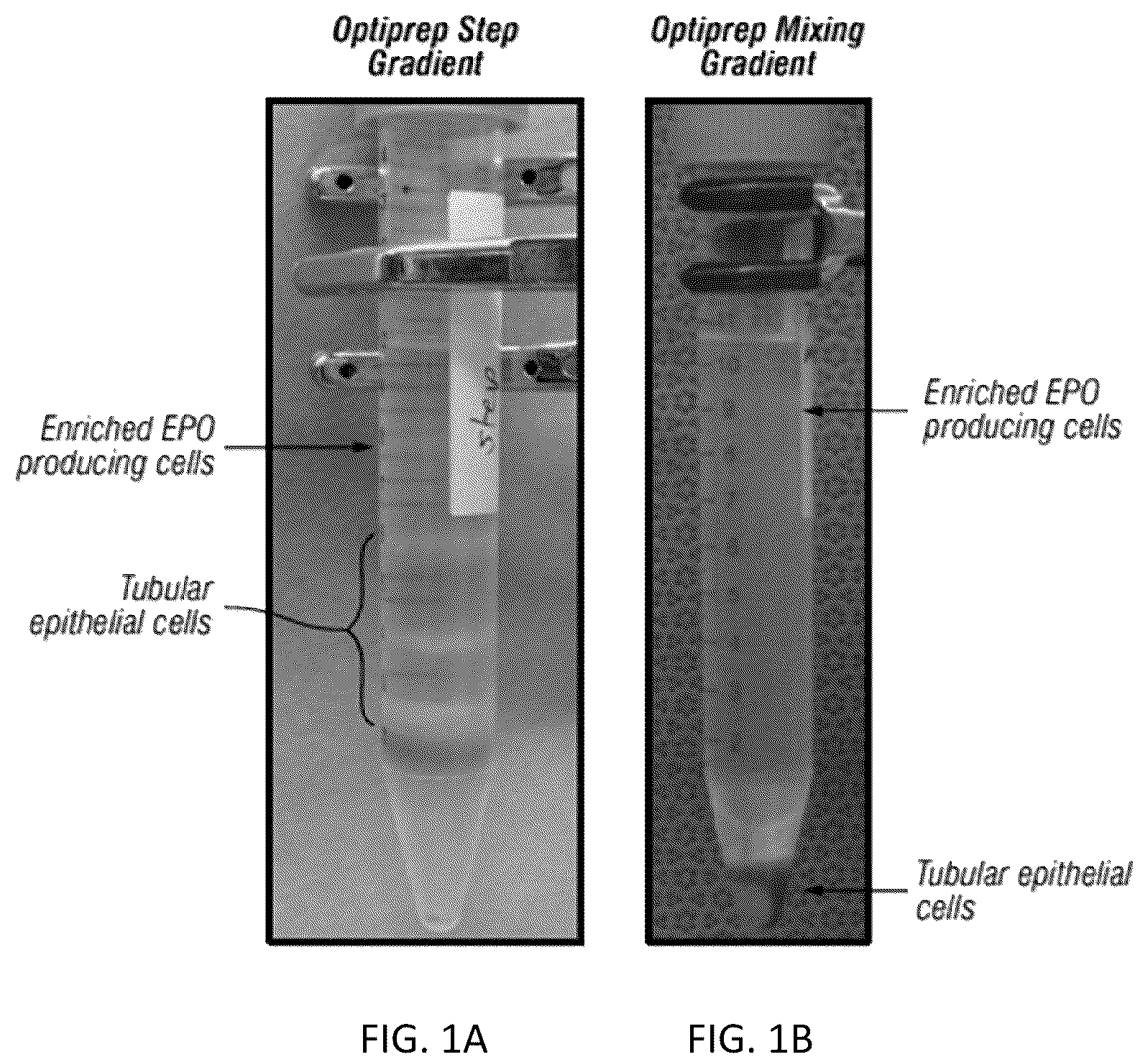Patent US12157887 Figure 1 – Bioactive renal cells