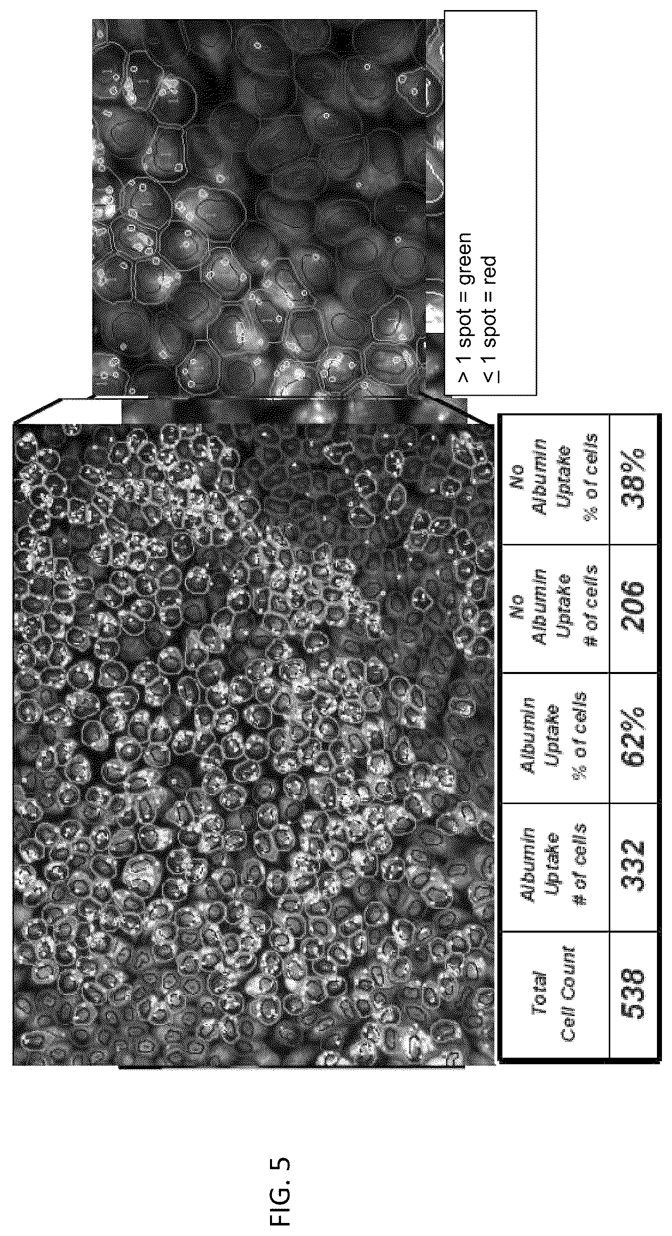 Patent US12157887 Figure 4 – Bioactive renal cells