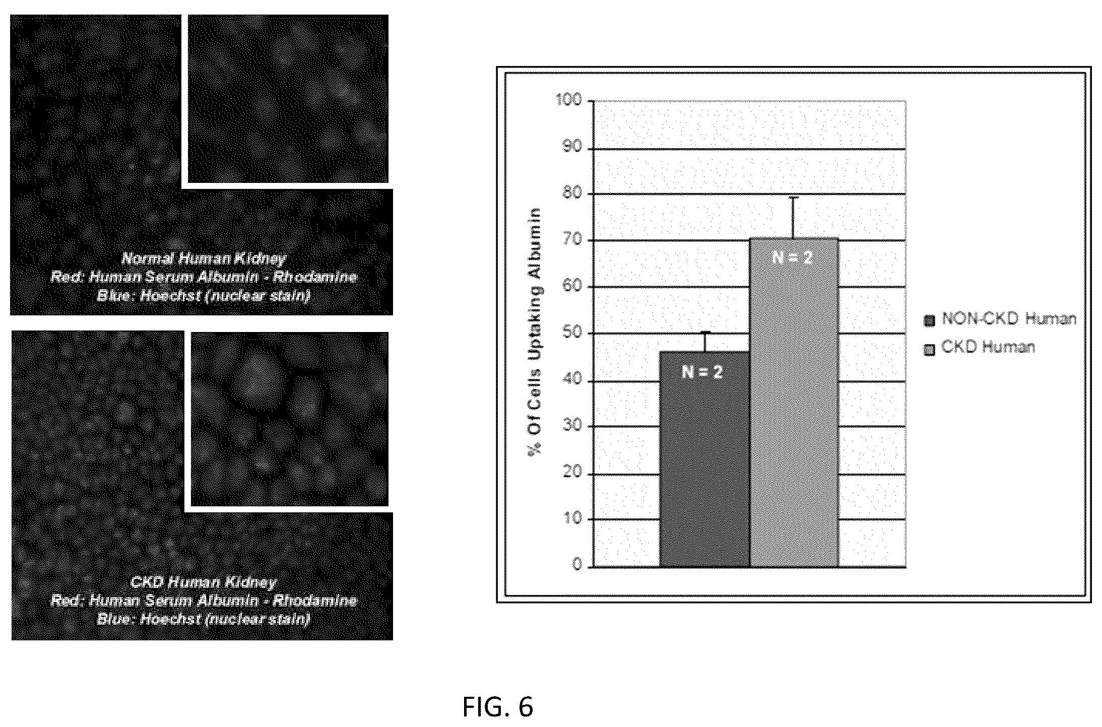 Patent US12157887 Figure 5 – Bioactive renal cells