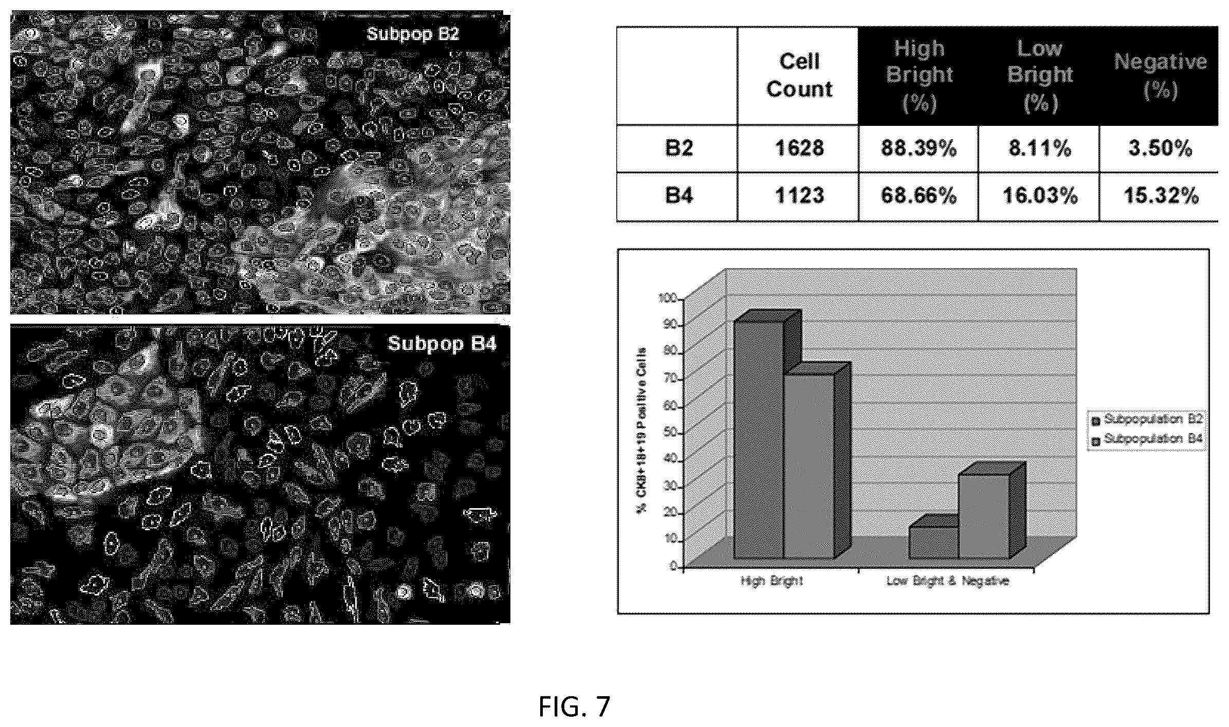 Patent US12157887 Figure 6 – Bioactive renal cells