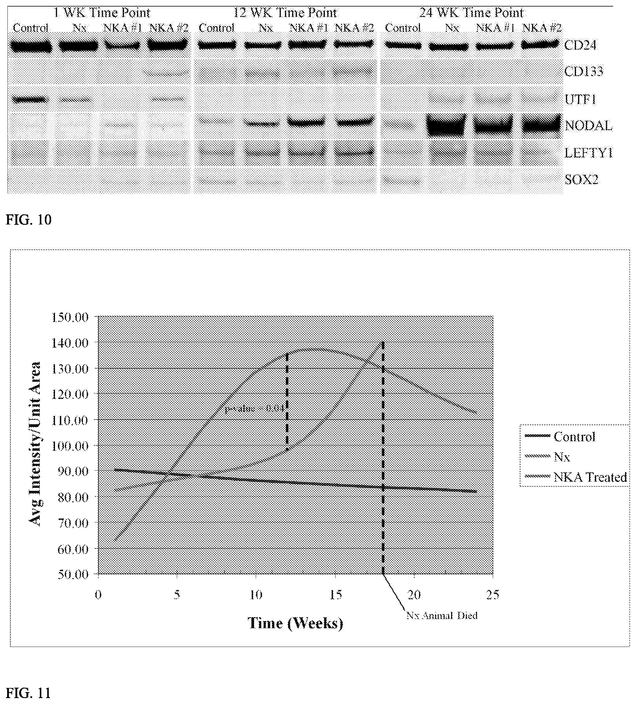 Patent US12157887 Figure 9 – Bioactive renal cells