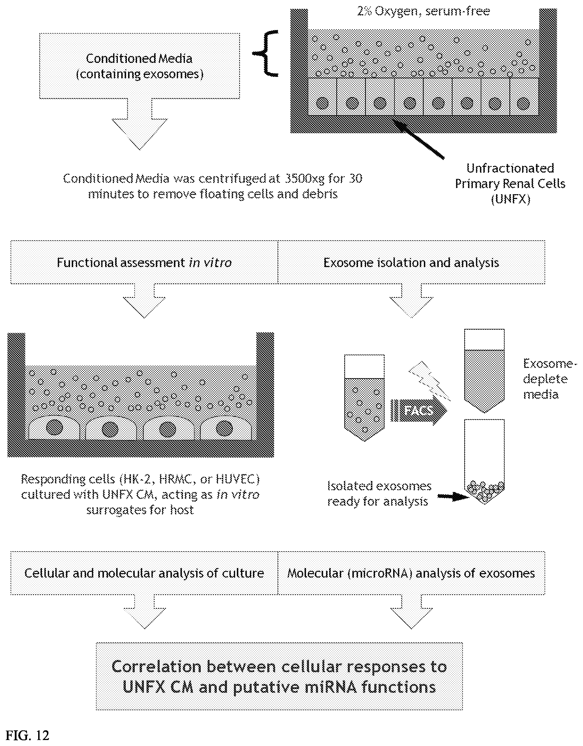 Patent US12157887 Figure 10 – Bioactive renal cells