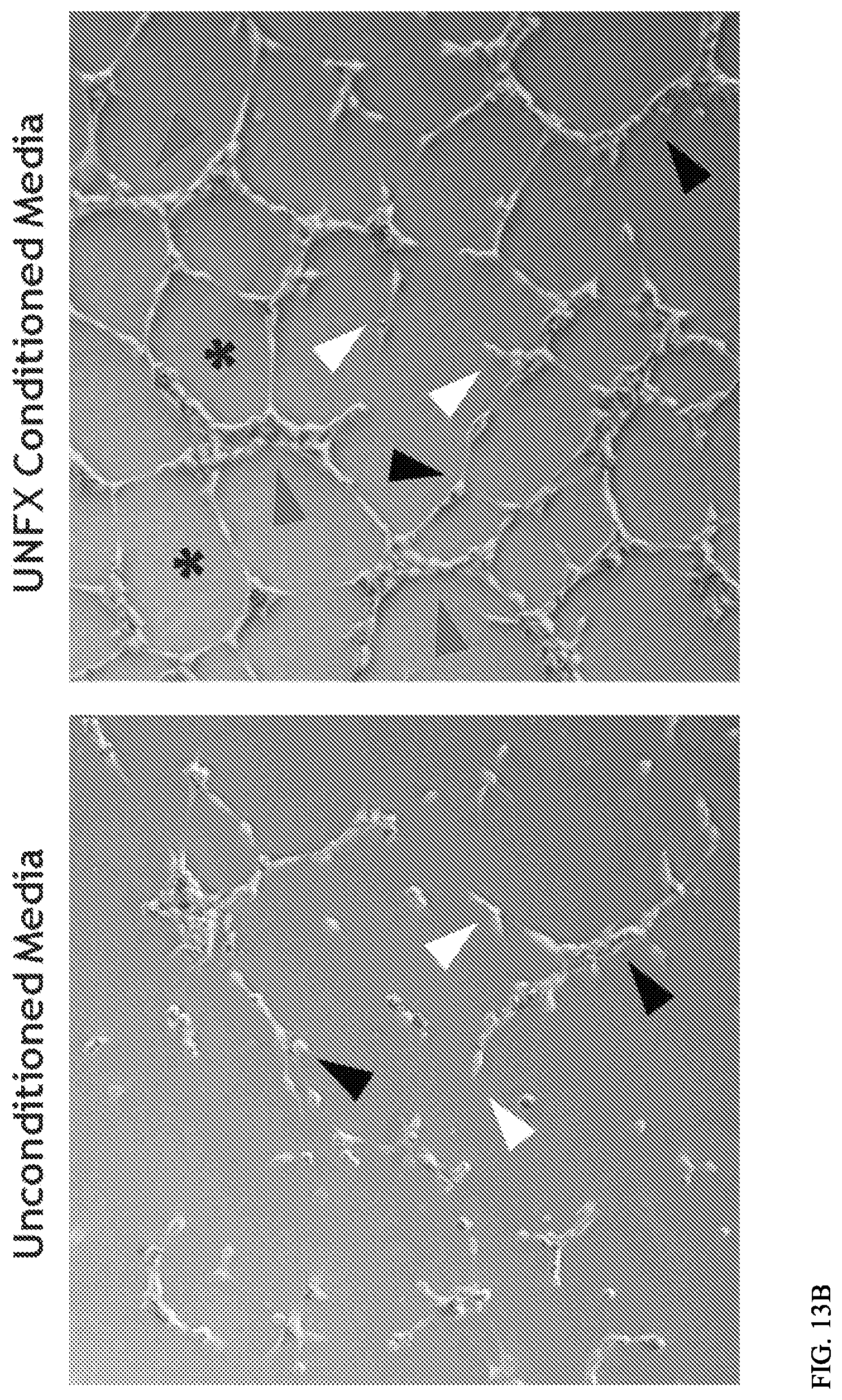 Patent US12157887 Figure 12 – Bioactive renal cells