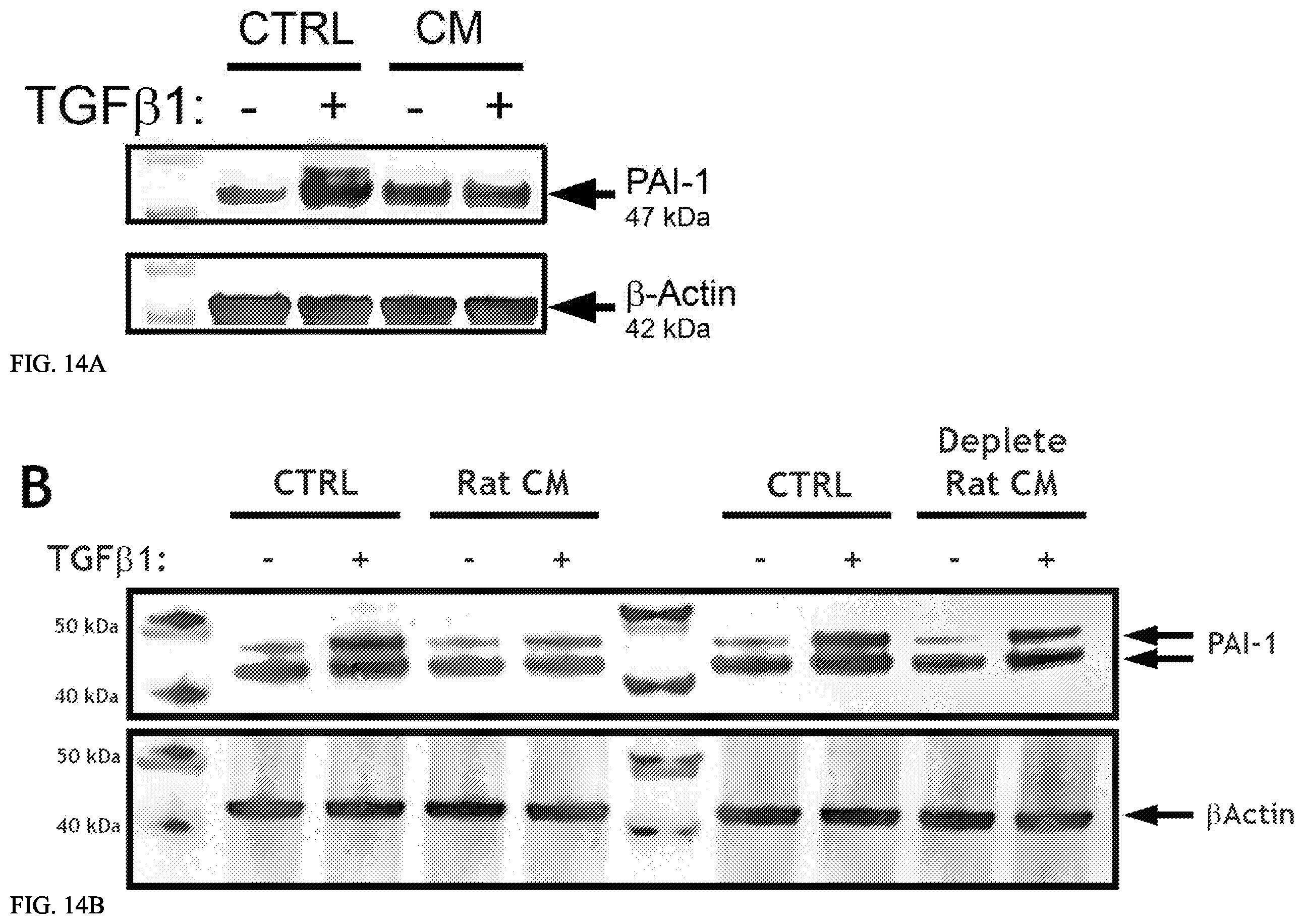 Patent US12157887 Figure 14 – Bioactive renal cells