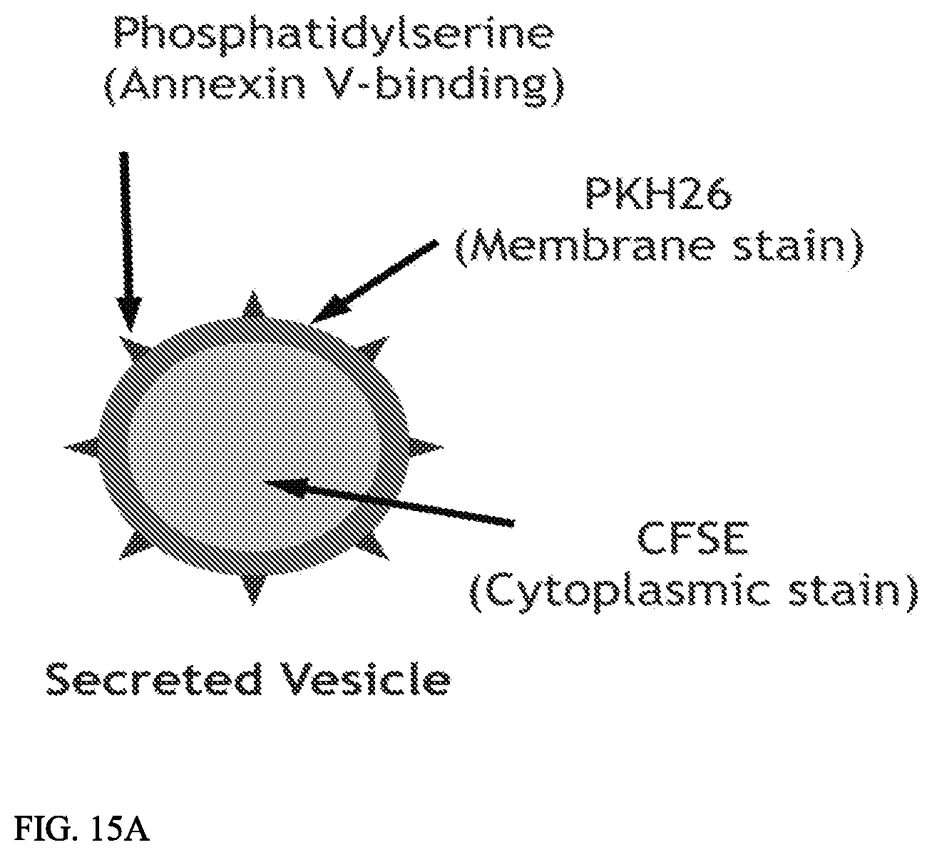 Patent US12157887 Figure 15 – Bioactive renal cells