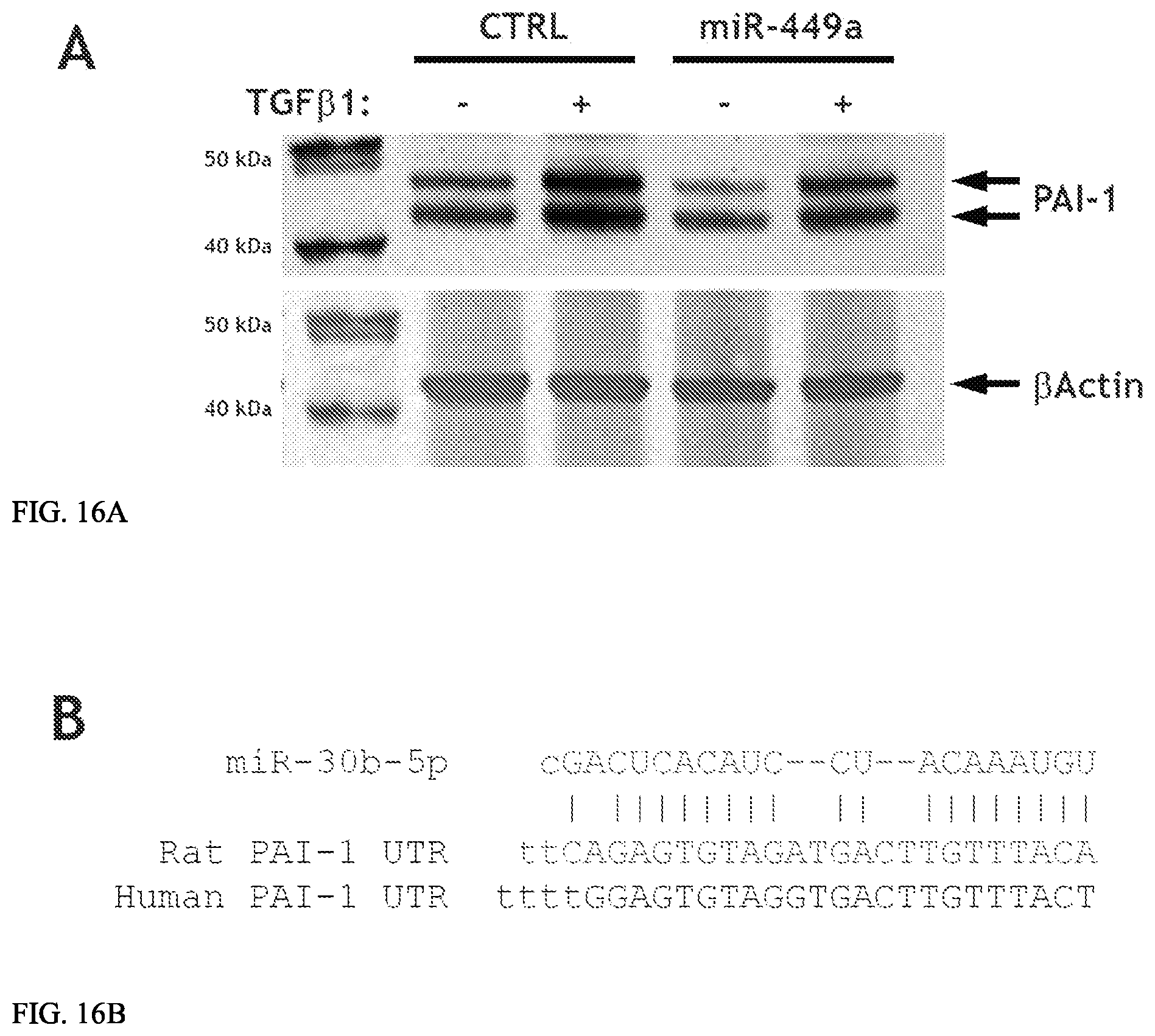 Patent US12157887 Figure 18 – Bioactive renal cells