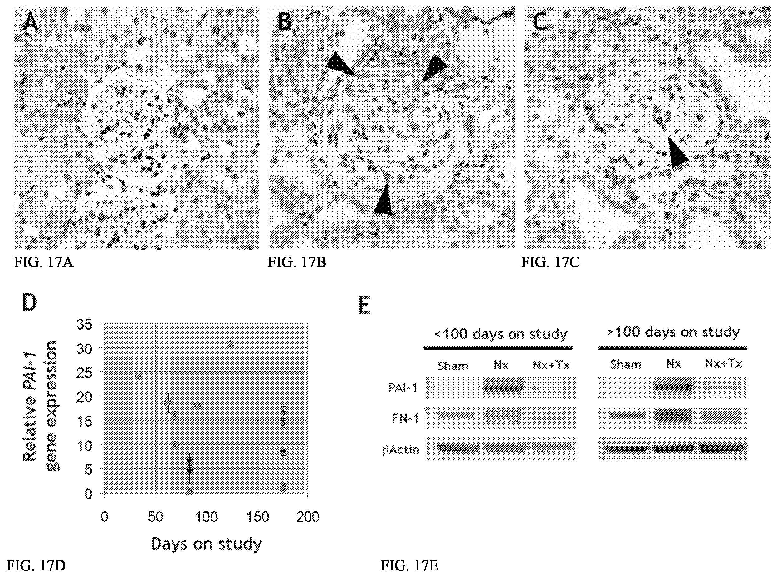 Patent US12157887 Figure 19 – Bioactive renal cells