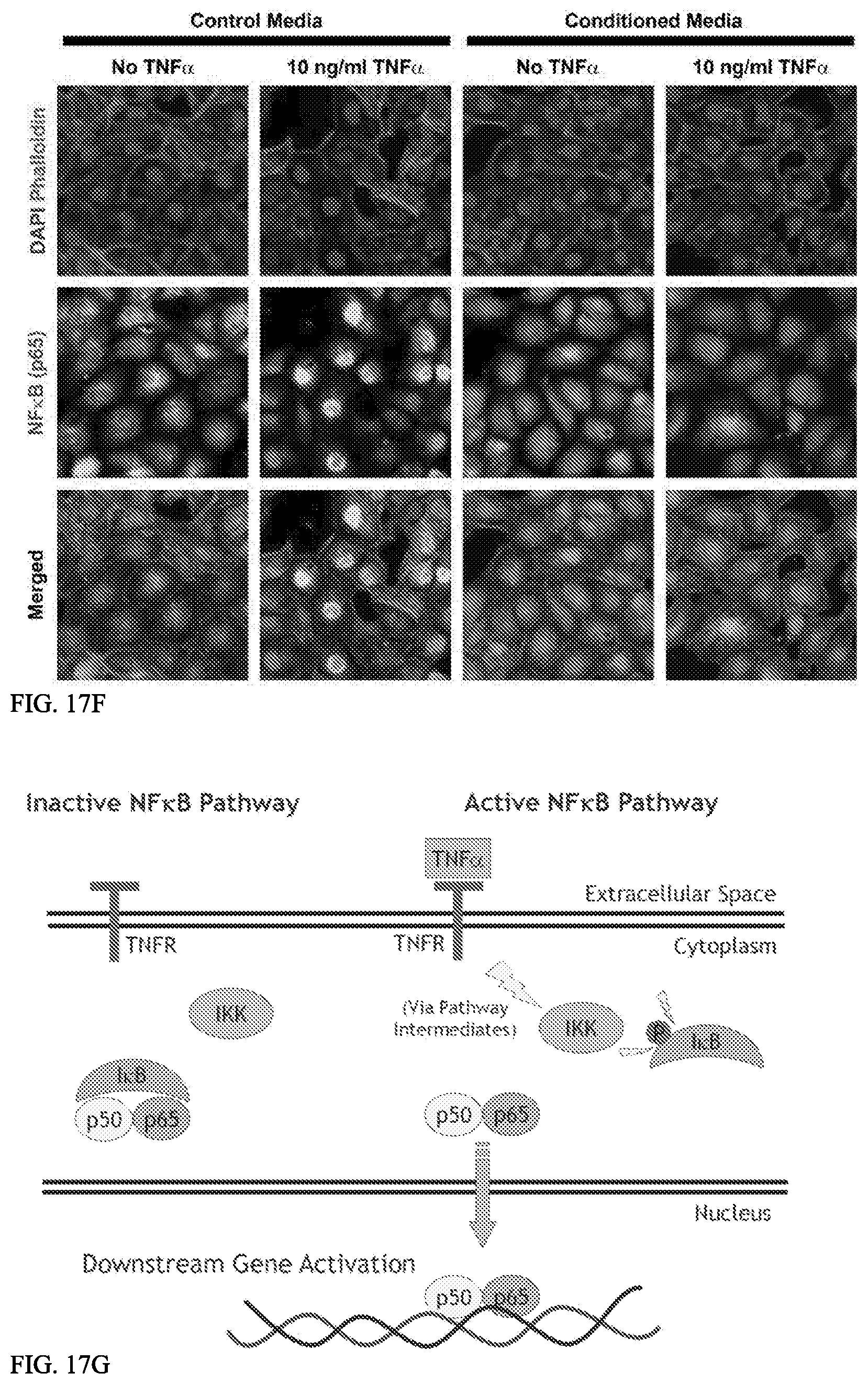 Patent US12157887 Figure 20 – Bioactive renal cells
