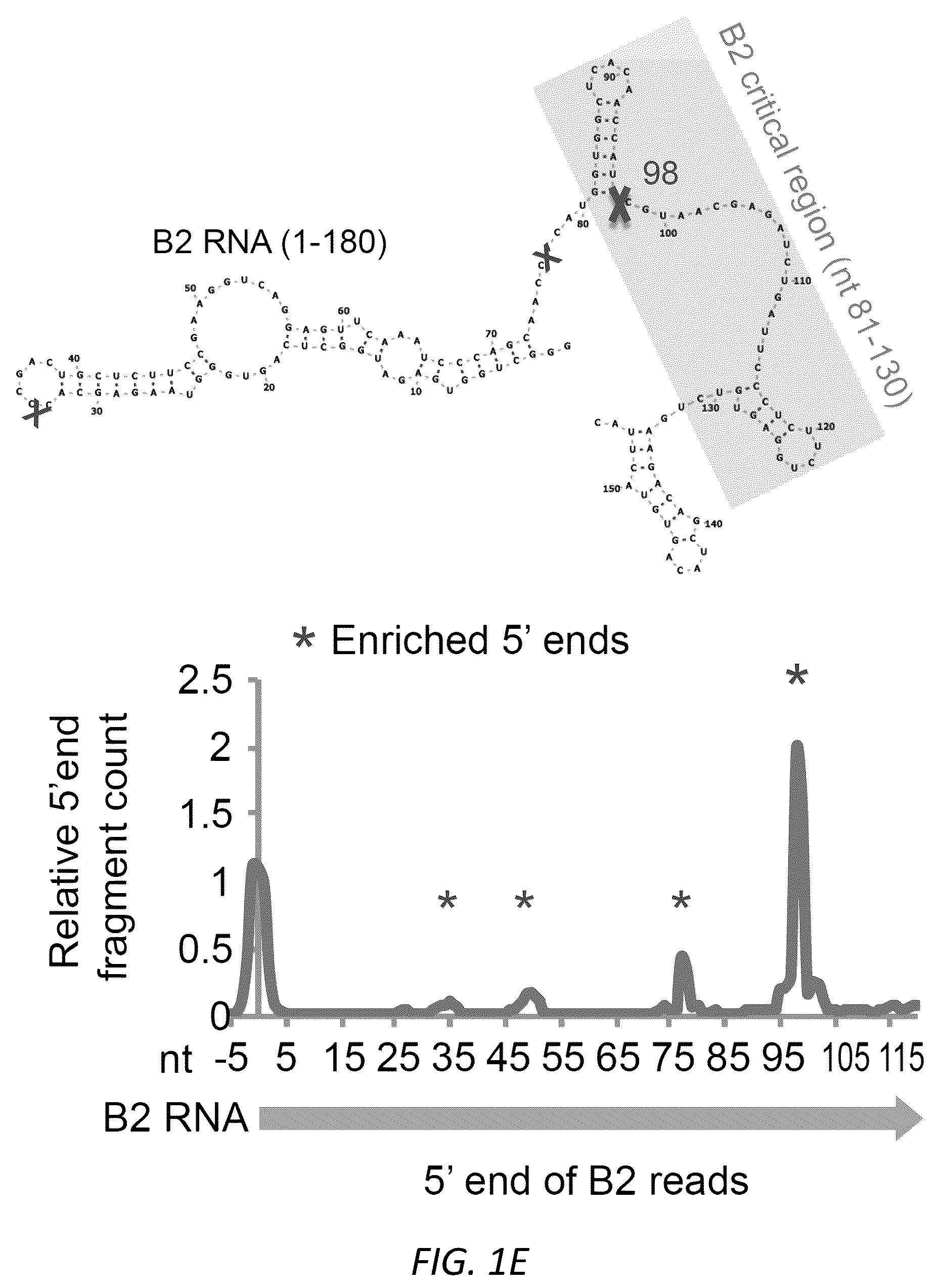 Patent US12157888 Figure 4 – Modulating the cellular stress response