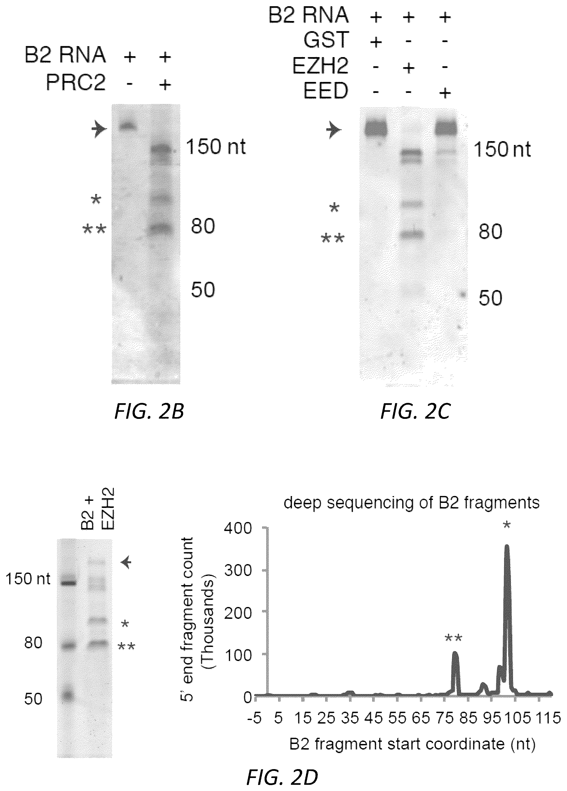 Patent US12157888 Figure 7 – Modulating the cellular stress response