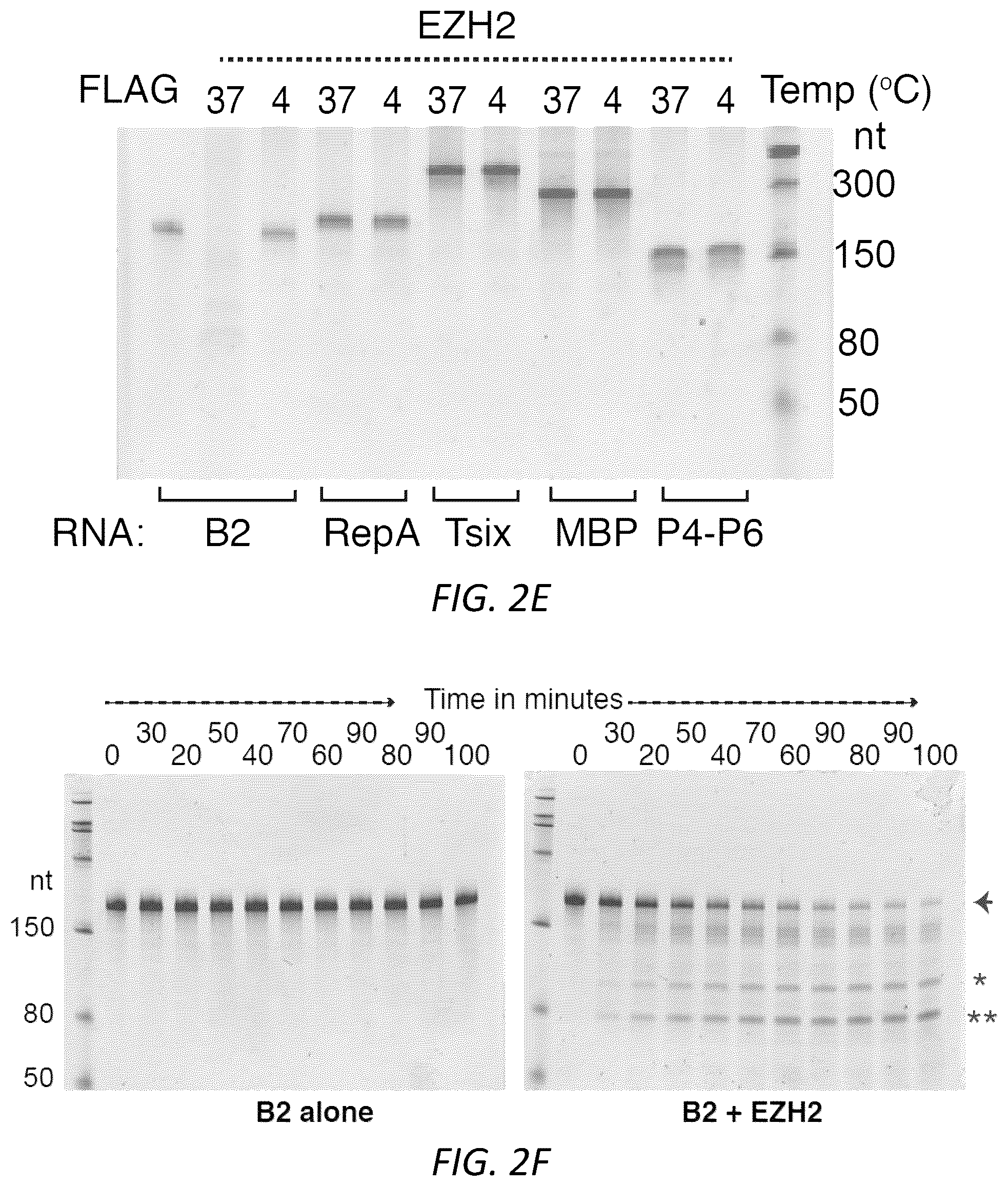 Patent US12157888 Figure 8 – Modulating the cellular stress response