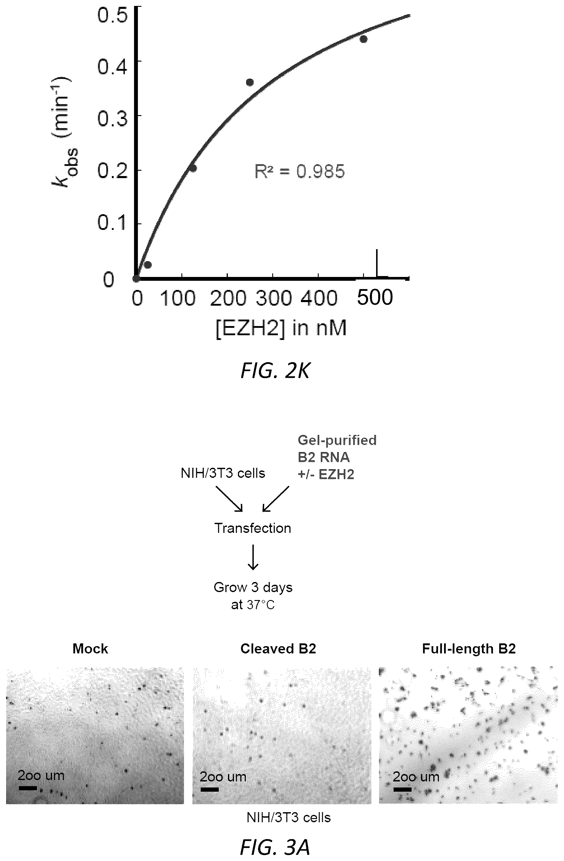 Patent US12157888 Figure 11 – Modulating the cellular stress response