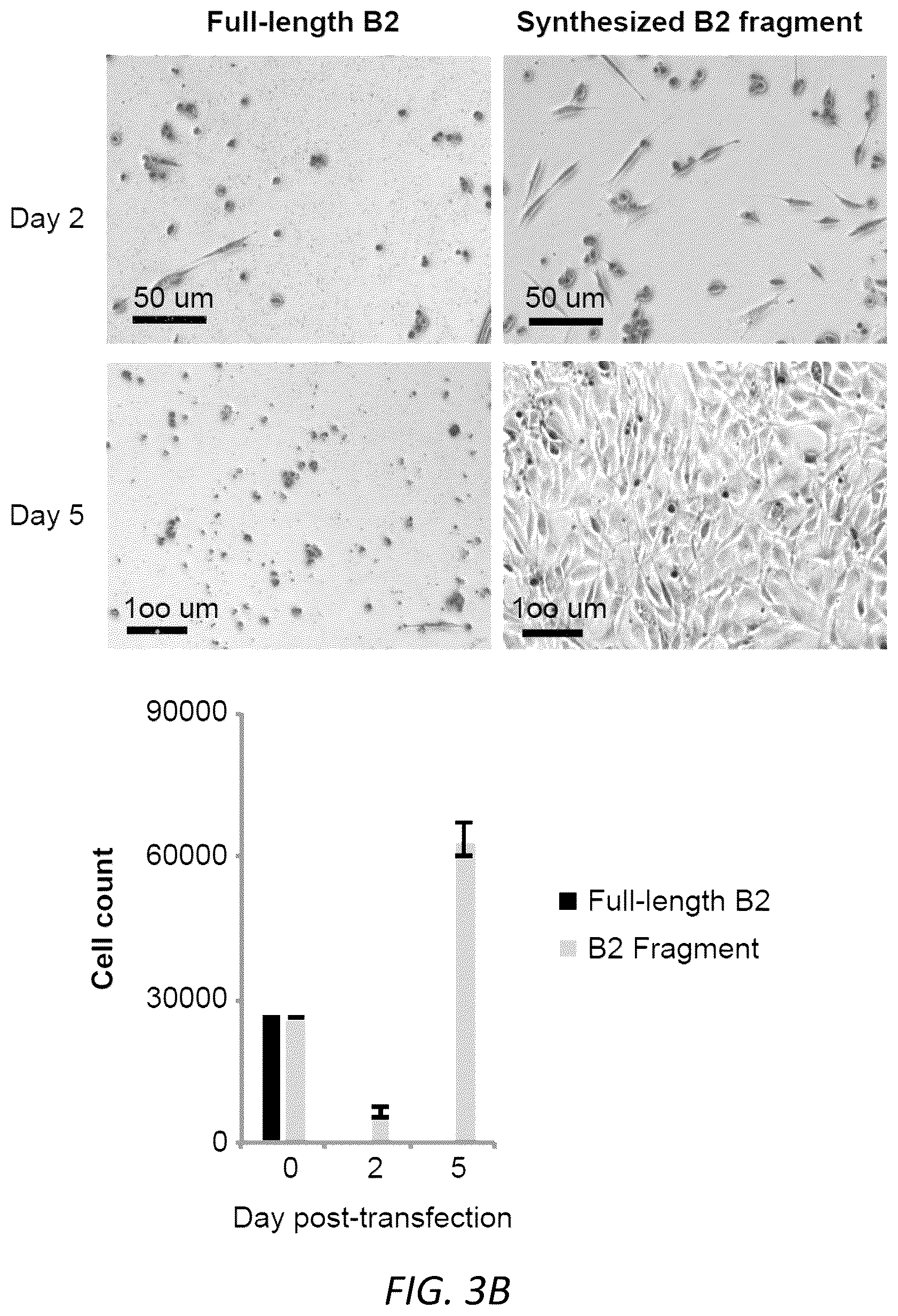 Patent US12157888 Figure 12 – Modulating the cellular stress response