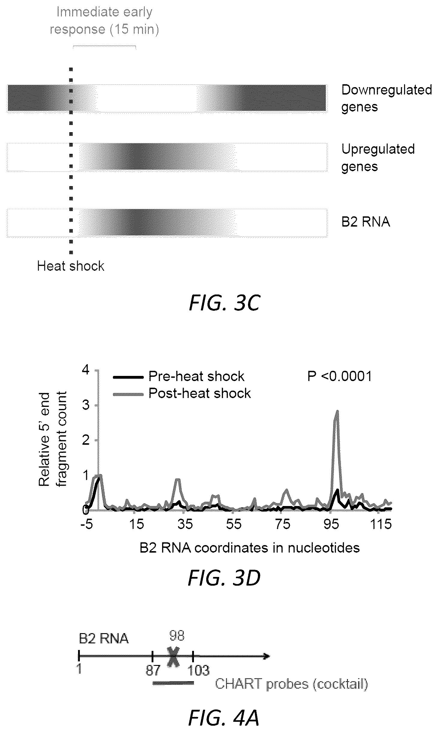 Patent US12157888 Figure 13 – Modulating the cellular stress response