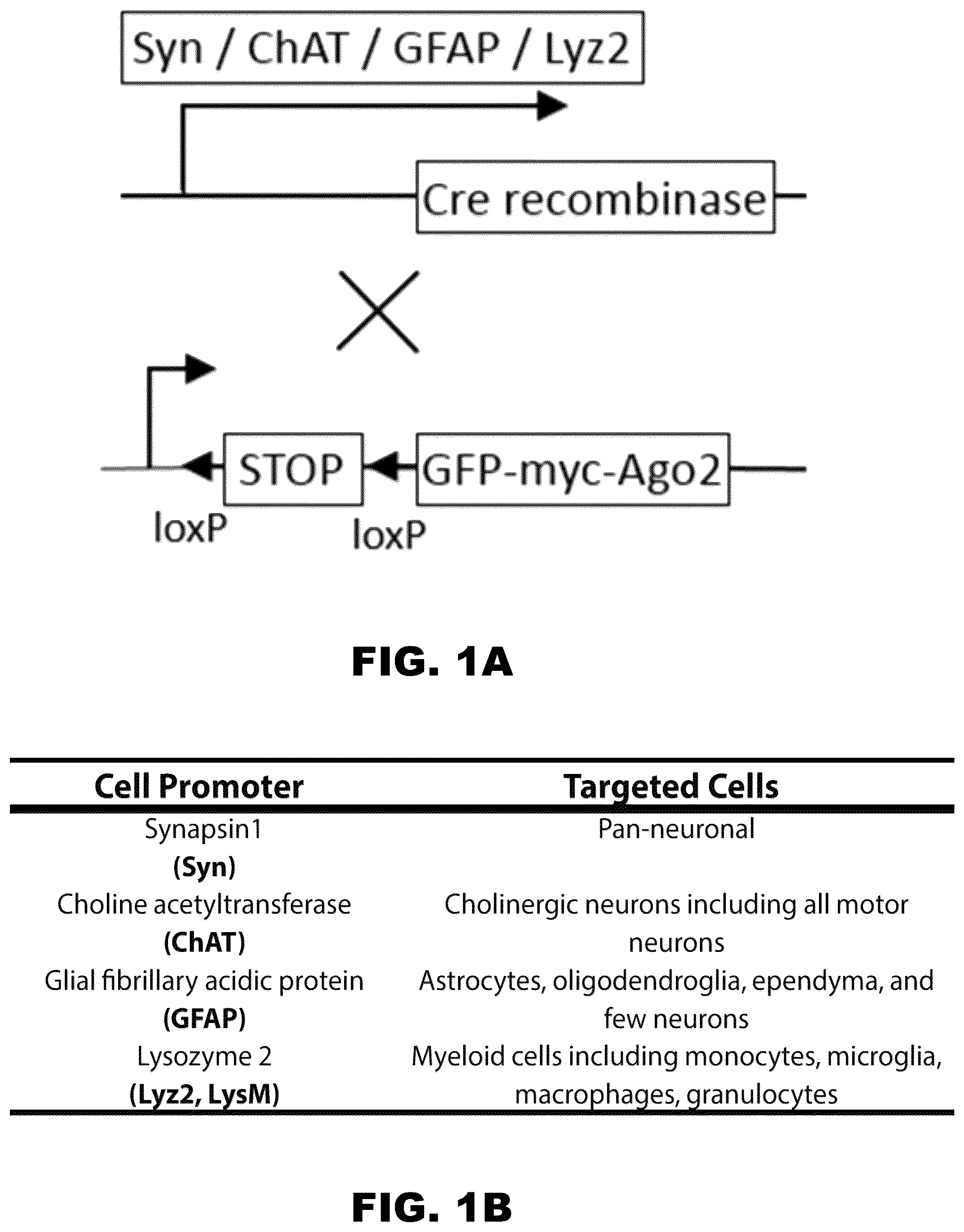 Patent US12157889 Figure 1 – Methods to detect motor neuron disease comprising micro-RNAs