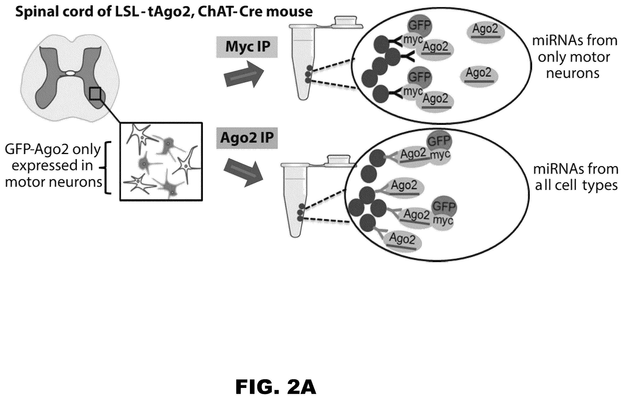 Patent US12157889 Figure 4 – Methods to detect motor neuron disease comprising micro-RNAs