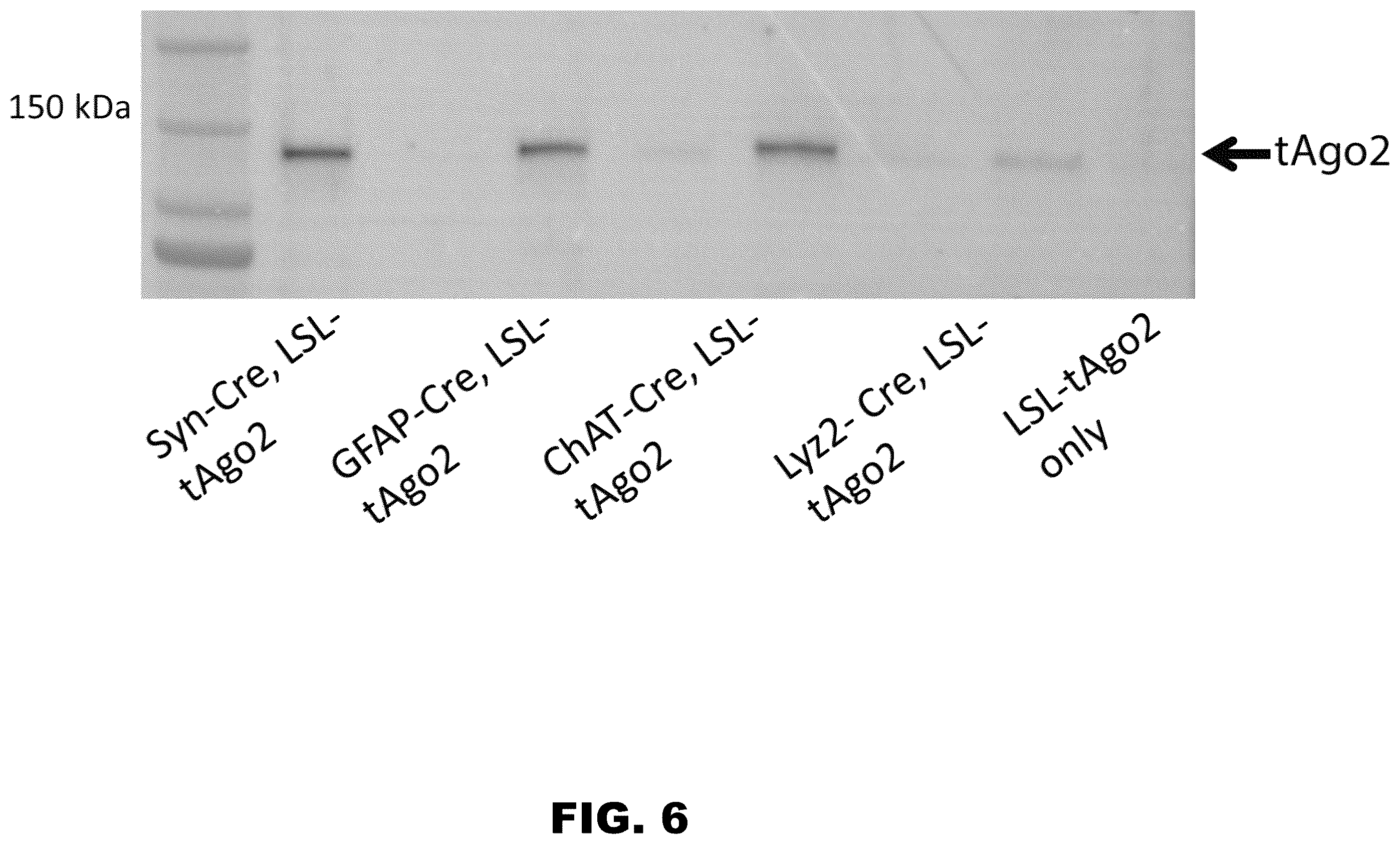 Patent US12157889 Figure 15 – Methods to detect motor neuron disease comprising micro-RNAs
