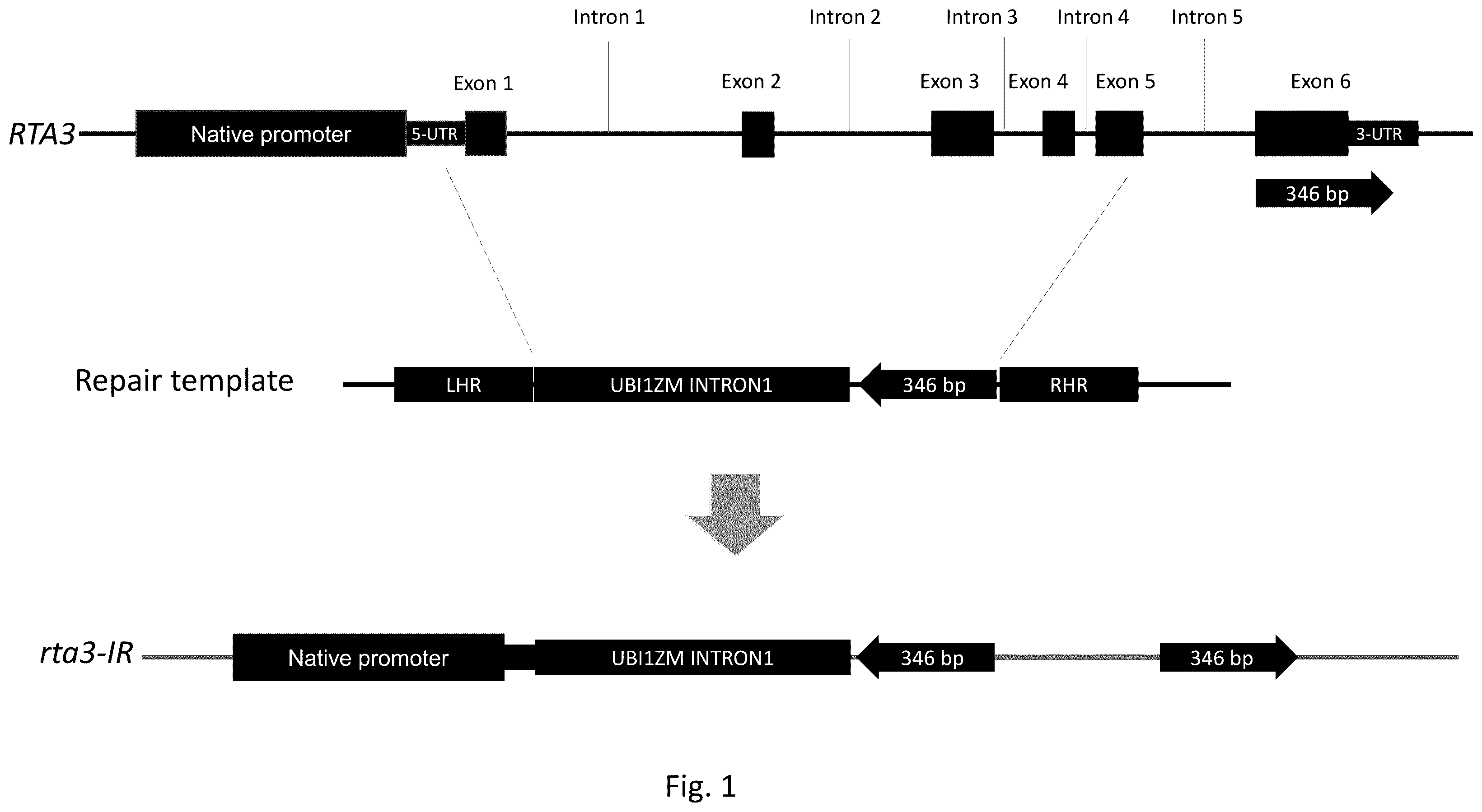 Patent US12157892 — Dominant CRISPR inverted-repeat alleles to down-regulate gene expression in heterozygous plants — Figure 1