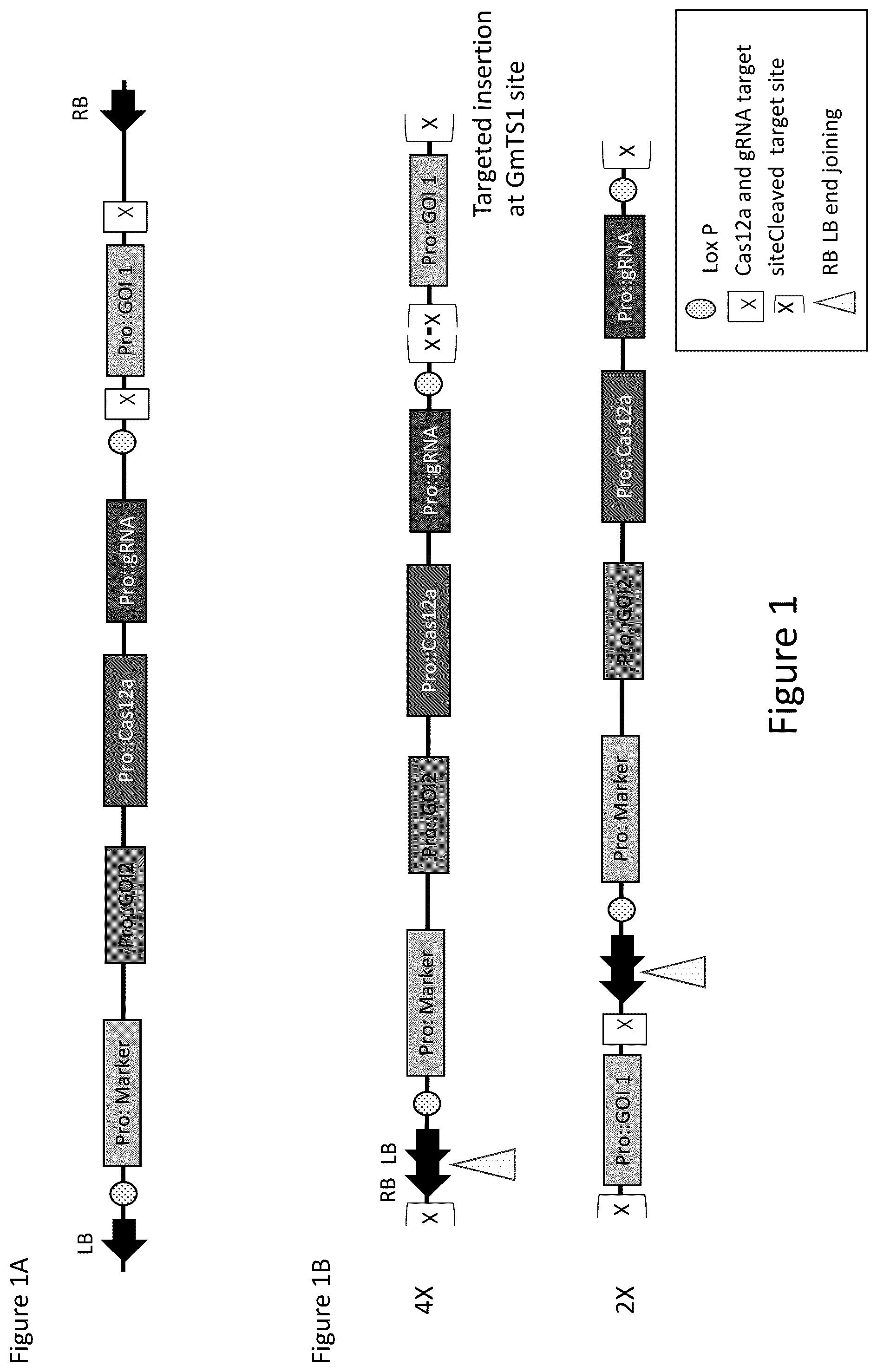 Patent US12157893 — Methods to improve site-directed integration frequency — Figure 1