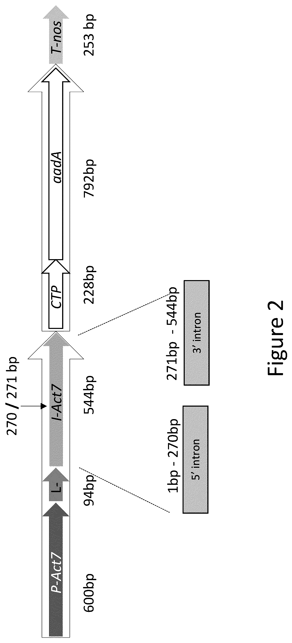 Patent US12157893 Figure 2 – Methods to improve site-directed integration frequency