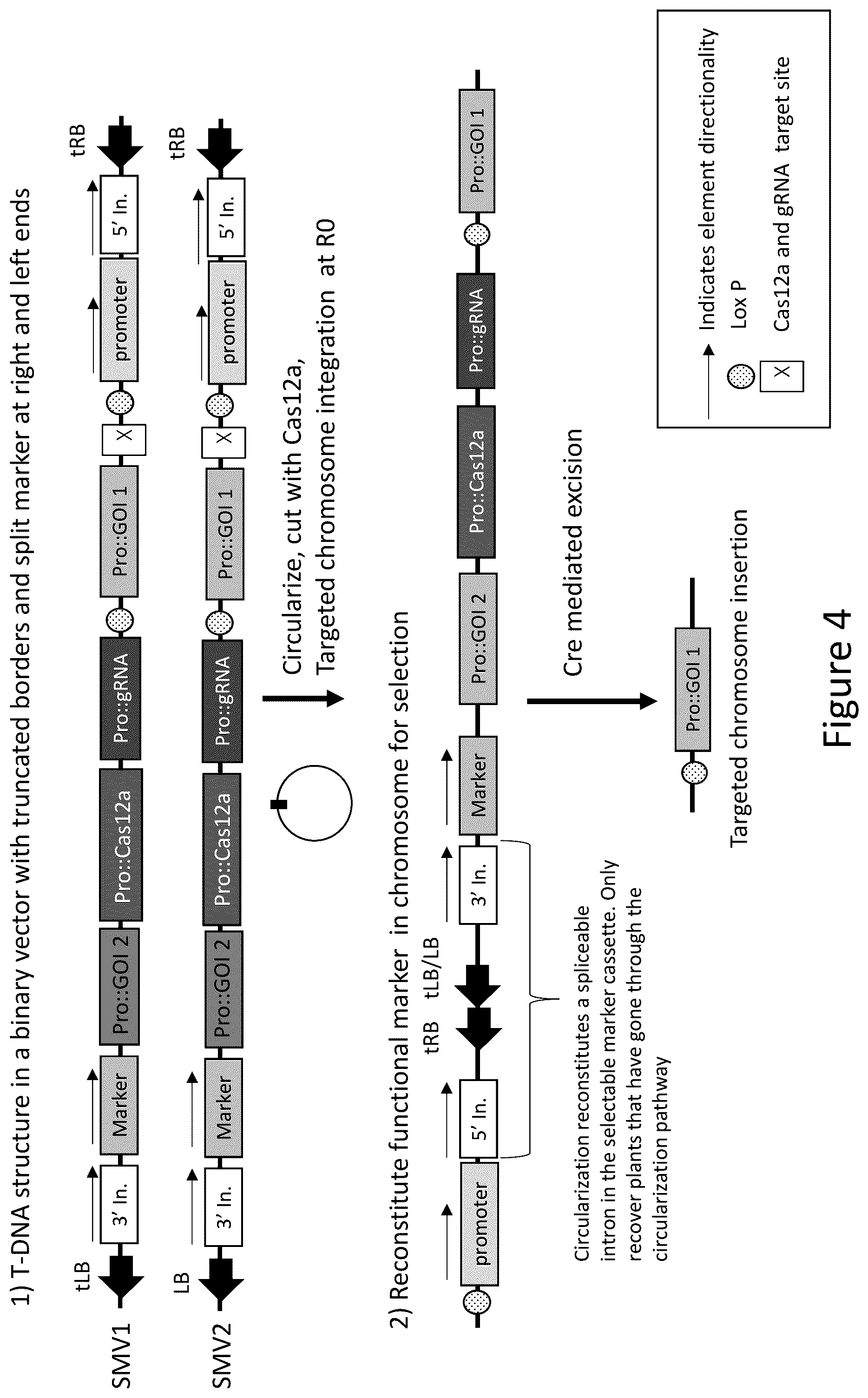 Patent US12157893 Figure 4 – Methods to improve site-directed integration frequency
