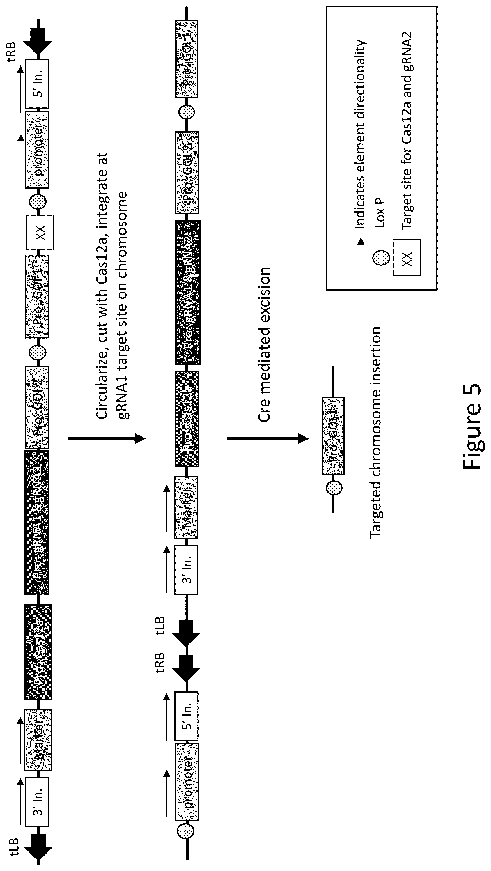 Patent US12157893 Figure 5 – Methods to improve site-directed integration frequency