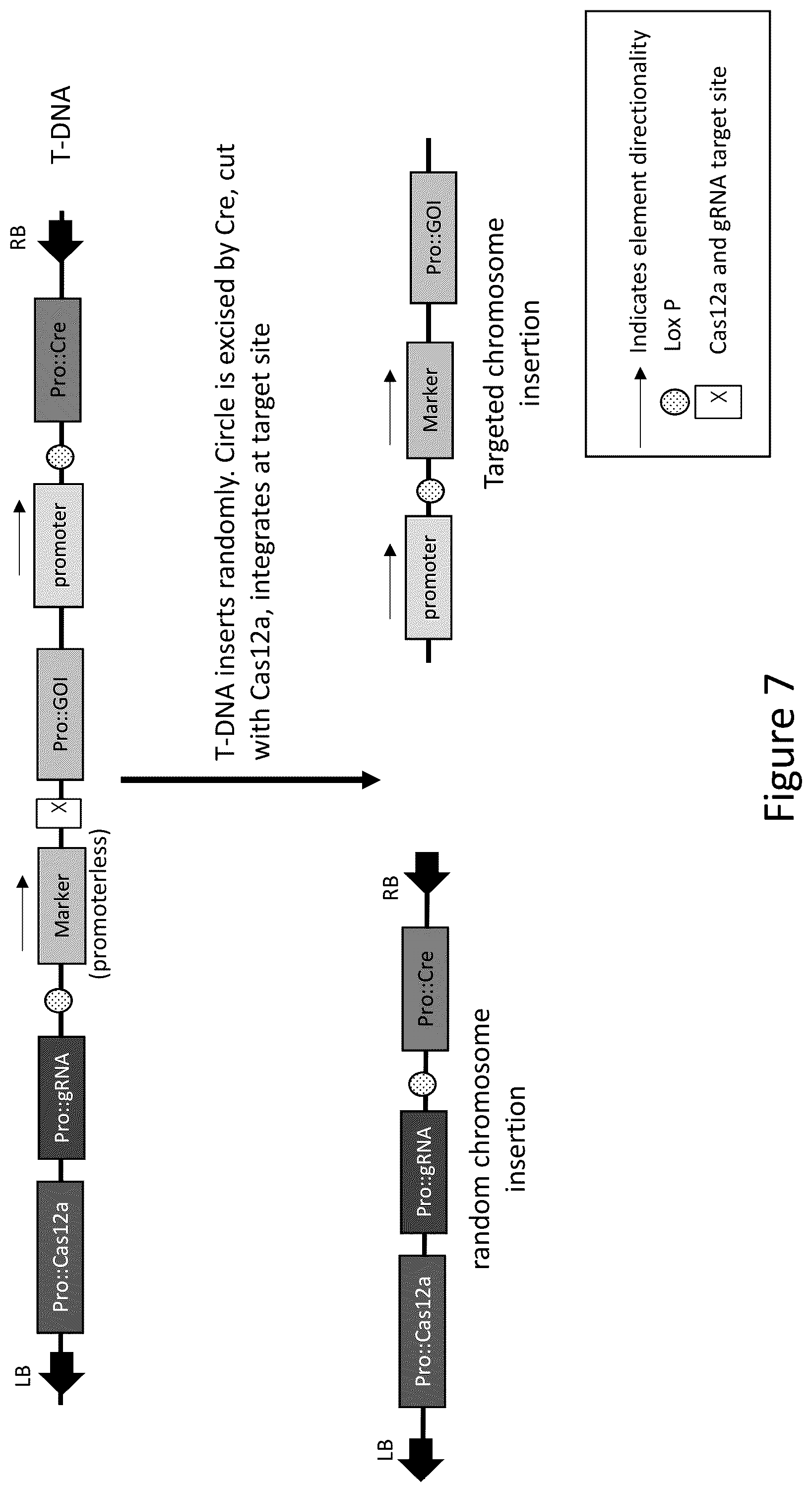 Patent US12157893 Figure 7 – Methods to improve site-directed integration frequency