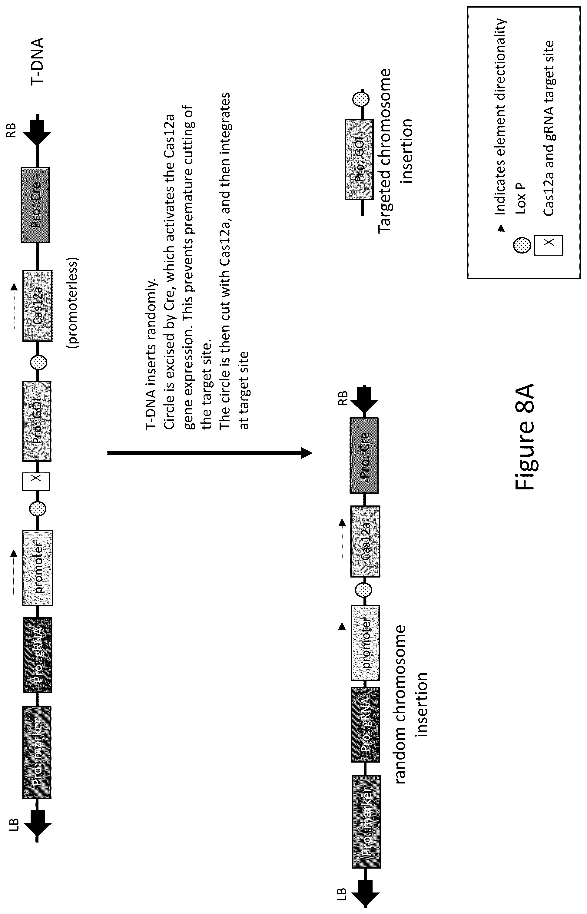 Patent US12157893 Figure 8 – Methods to improve site-directed integration frequency