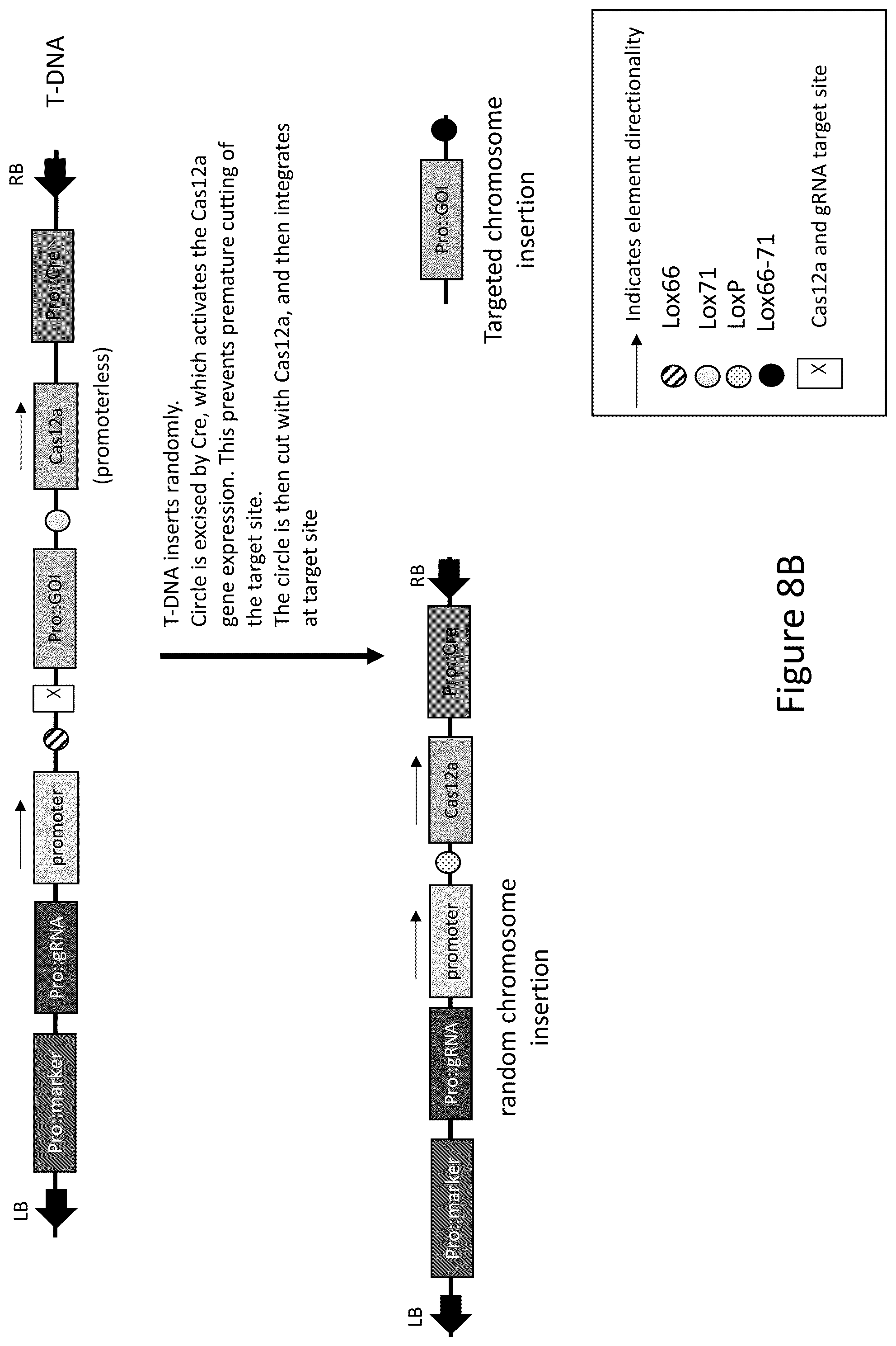 Patent US12157893 Figure 9 – Methods to improve site-directed integration frequency