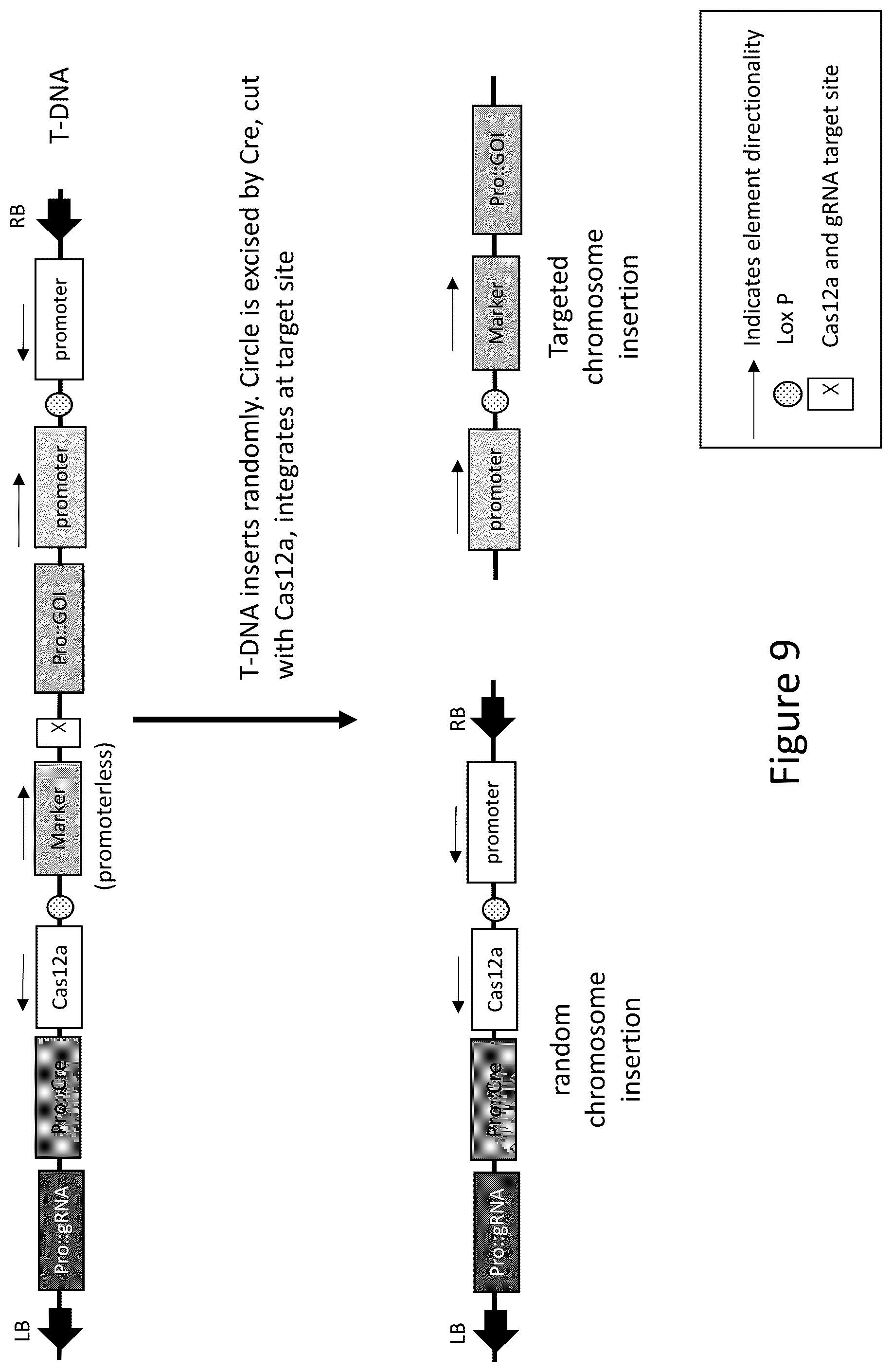 Patent US12157893 Figure 10 – Methods to improve site-directed integration frequency