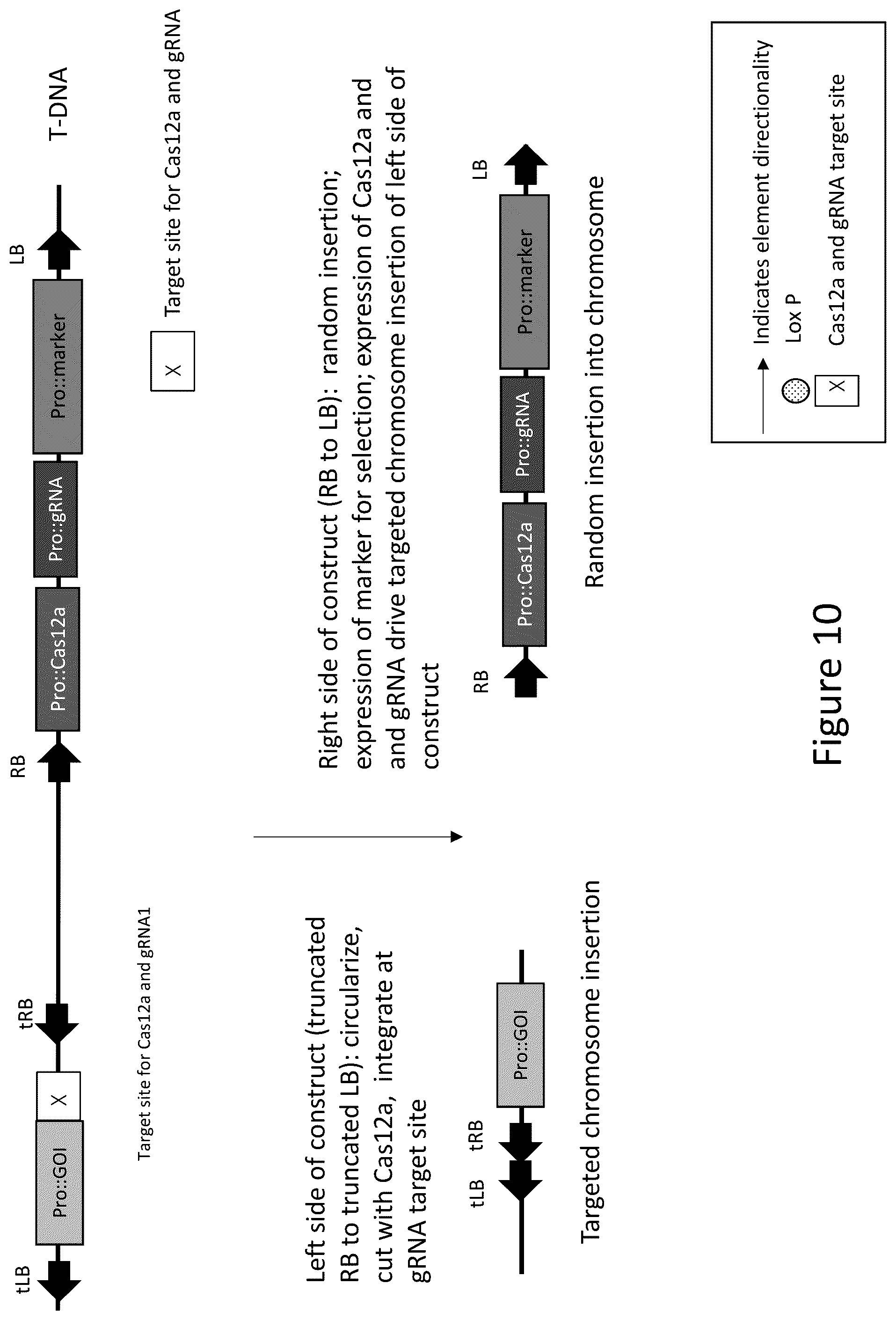 Patent US12157893 Figure 11 – Methods to improve site-directed integration frequency