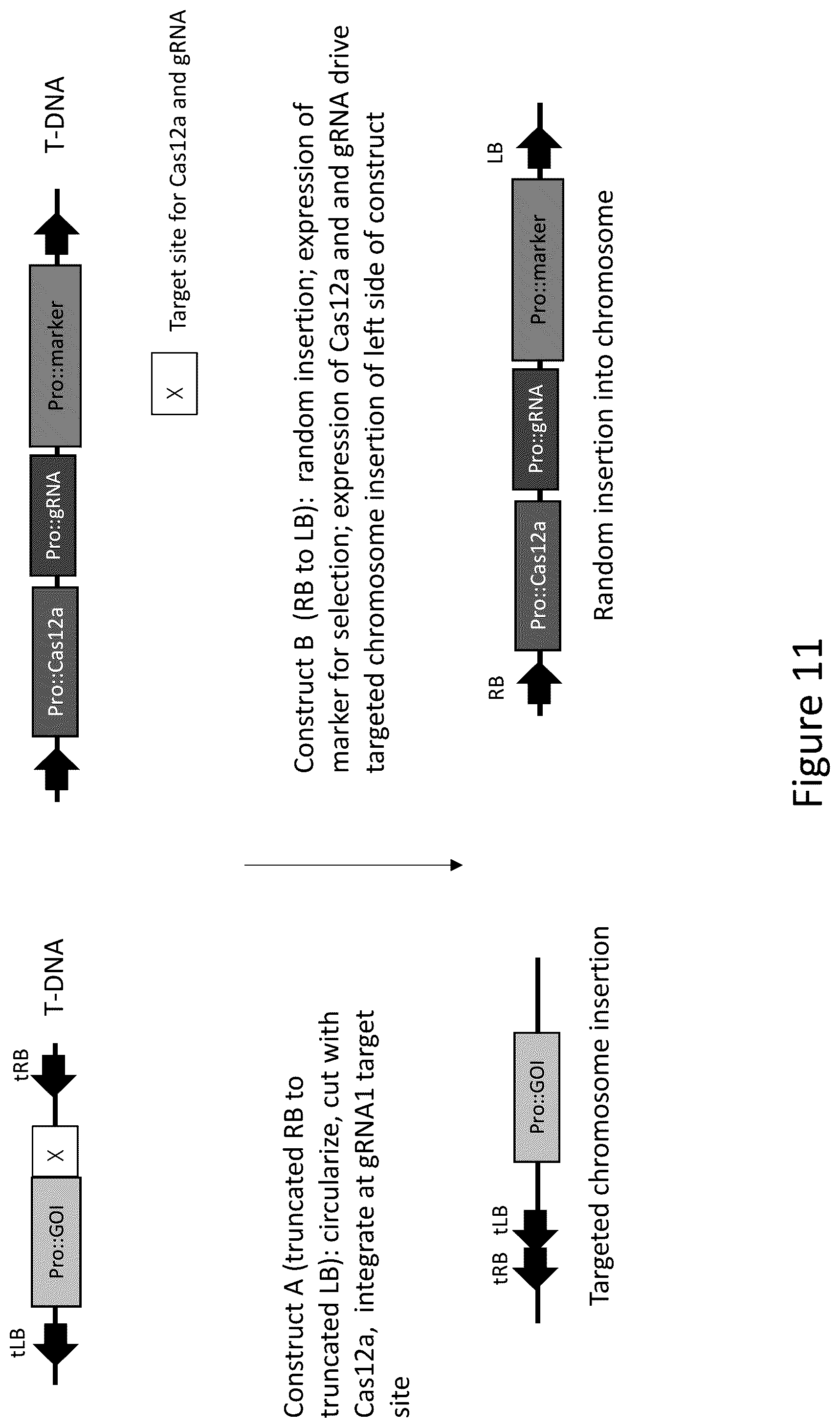 Patent US12157893 Figure 12 – Methods to improve site-directed integration frequency