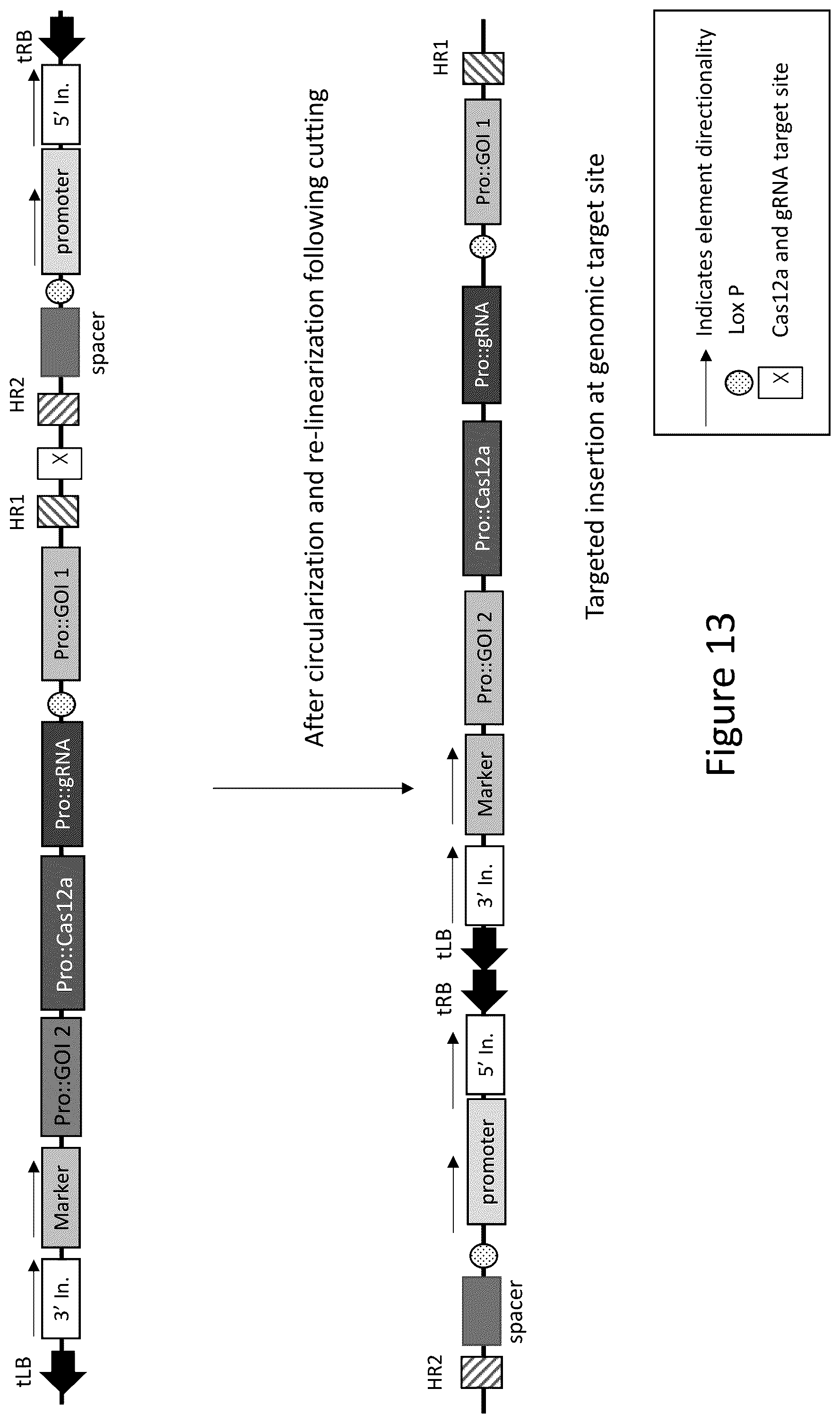Patent US12157893 Figure 14 – Methods to improve site-directed integration frequency