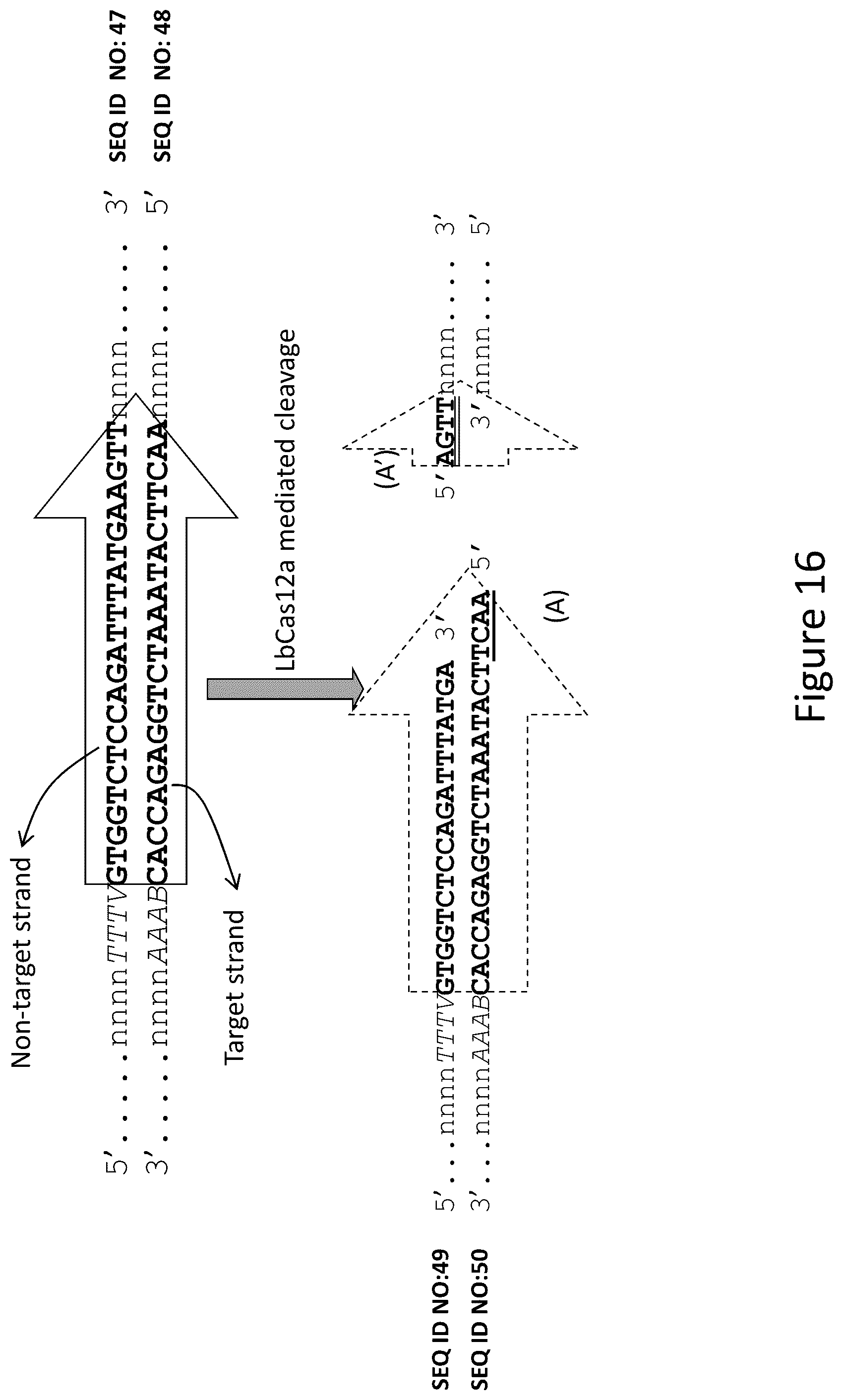 Patent US12157893 Figure 17 – Methods to improve site-directed integration frequency