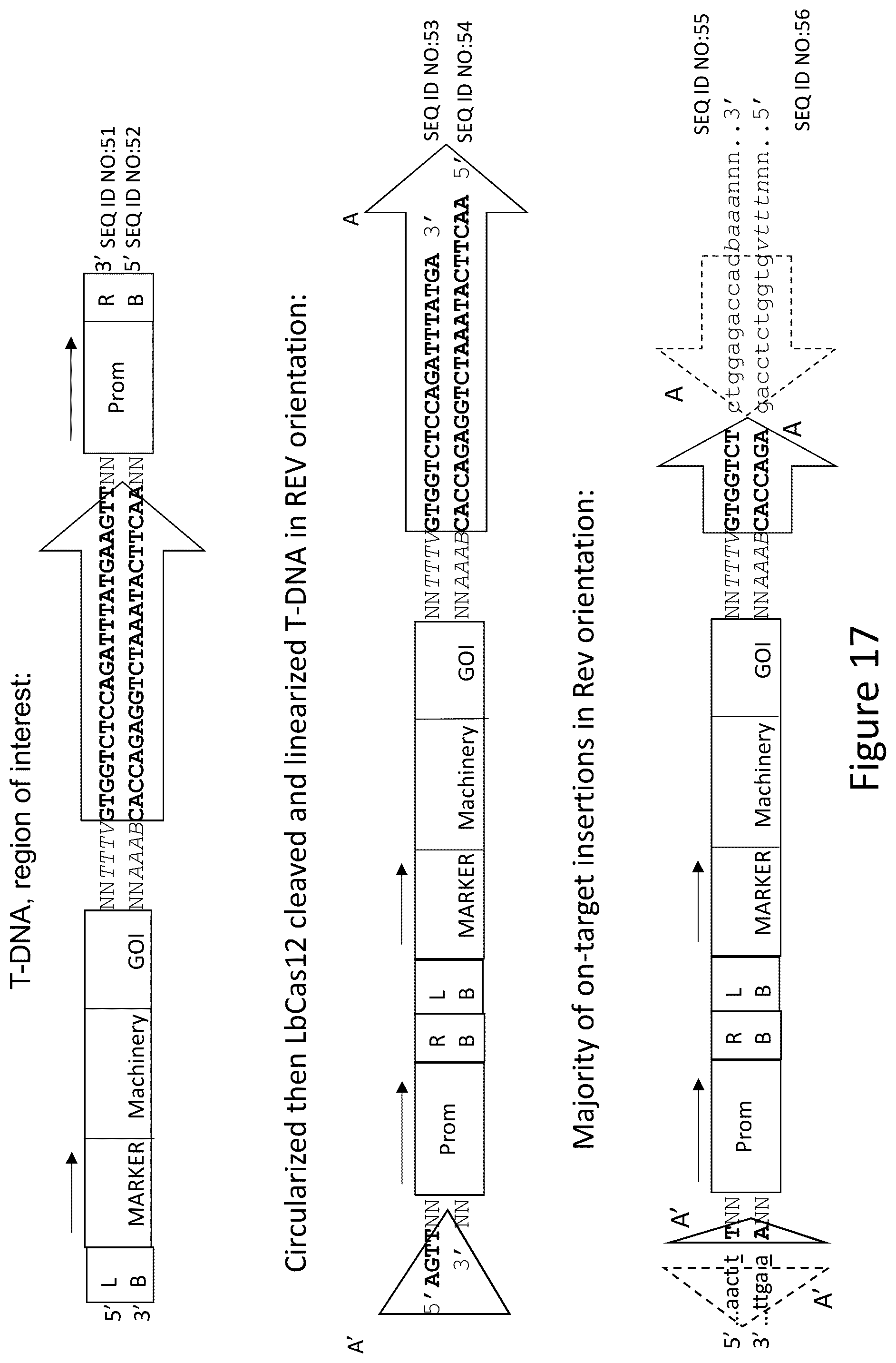 Patent US12157893 Figure 18 – Methods to improve site-directed integration frequency