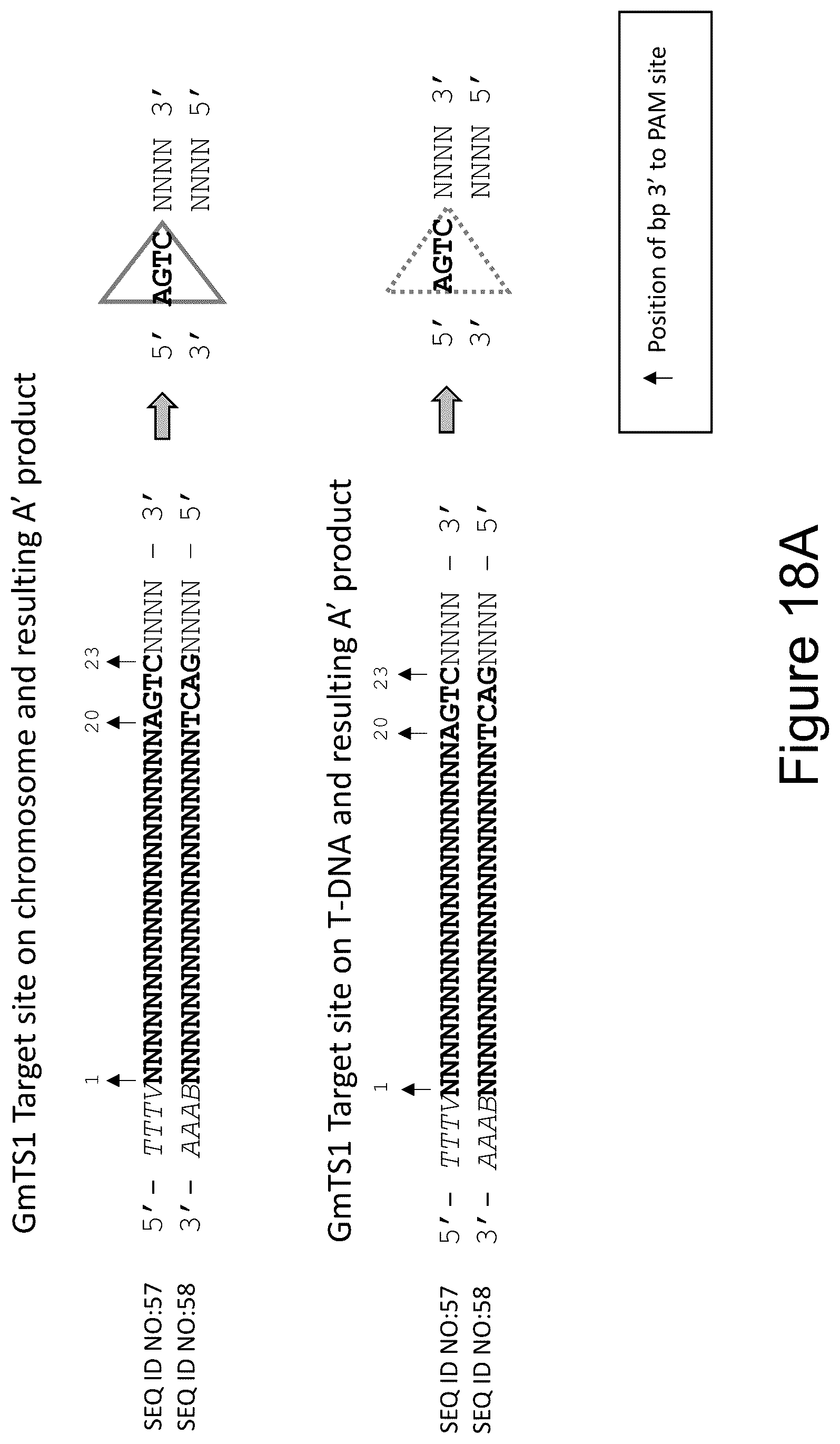 Patent US12157893 Figure 19 – Methods to improve site-directed integration frequency