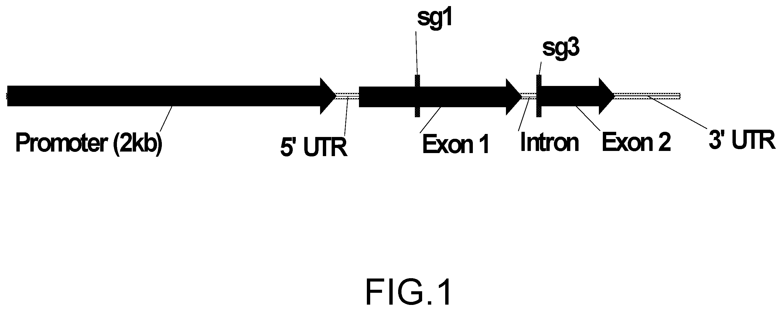 Patent US12157894 Figure 1 – Abiotic stress tolerant plants and methods