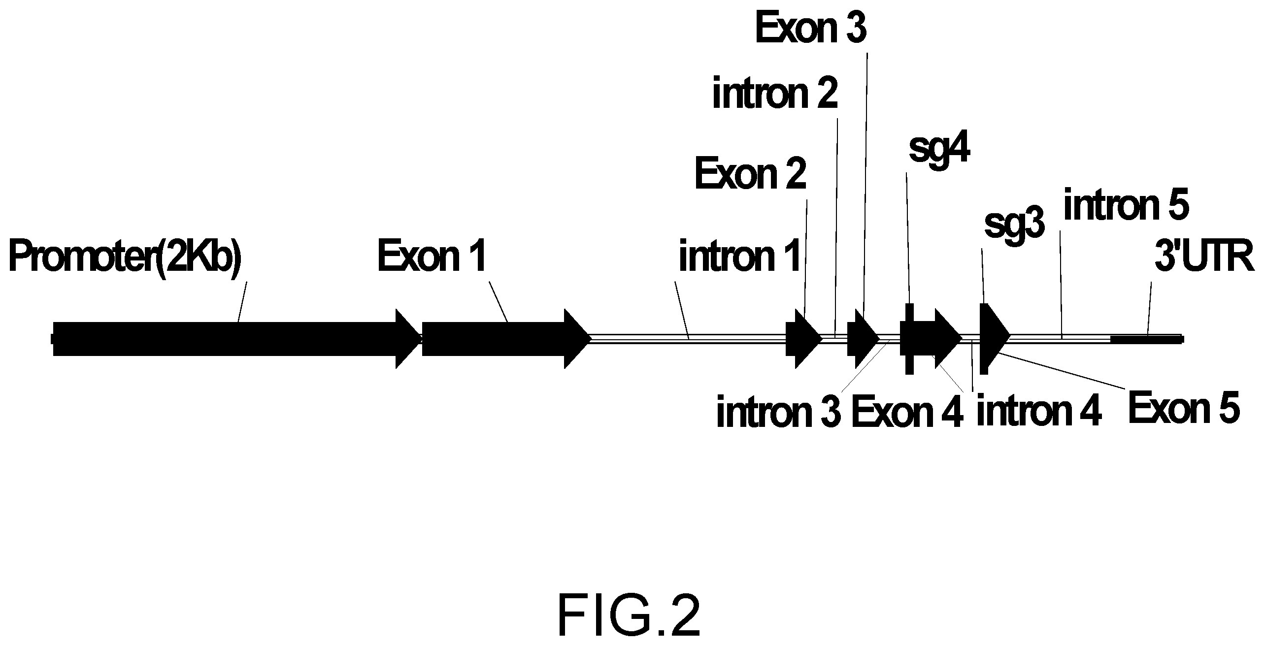 Patent US12157894 Figure 2 – Abiotic stress tolerant plants and methods