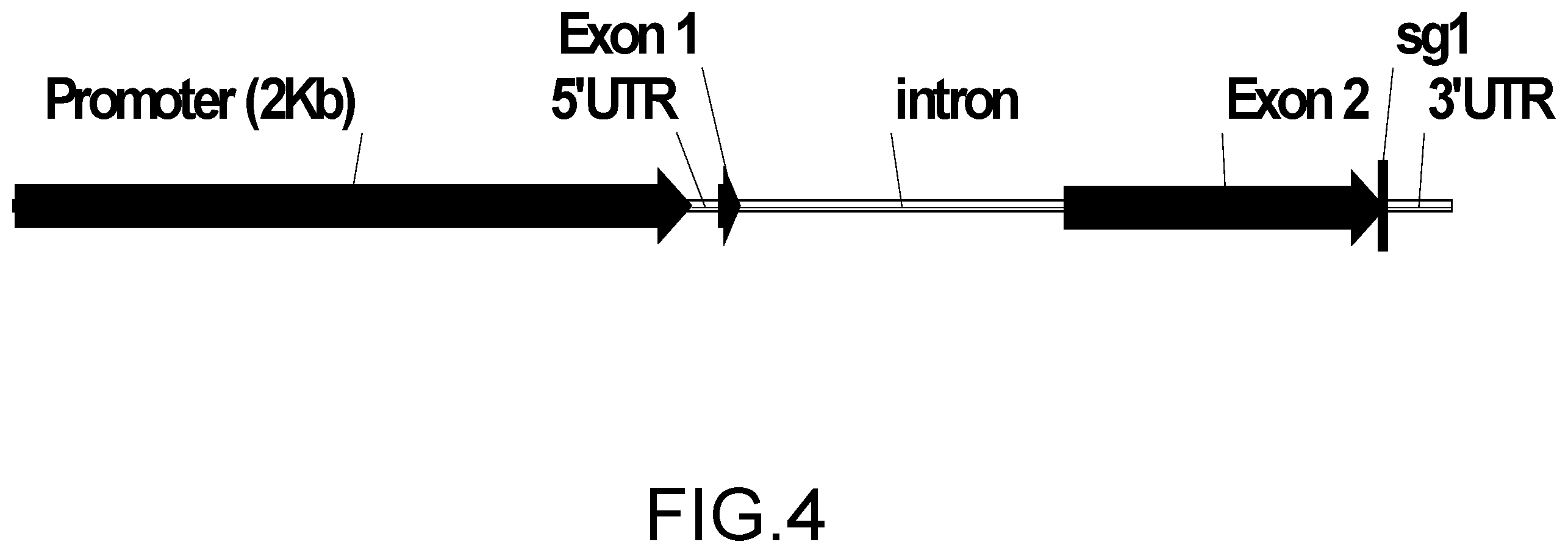 Patent US12157894 Figure 4 – Abiotic stress tolerant plants and methods