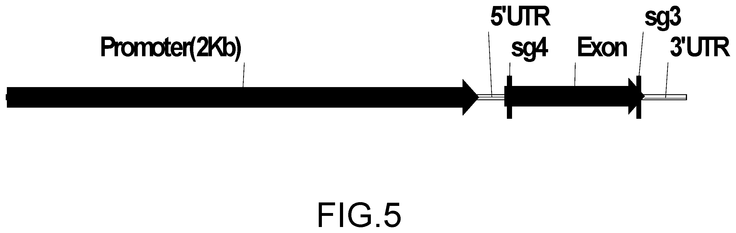 Patent US12157894 Figure 5 – Abiotic stress tolerant plants and methods