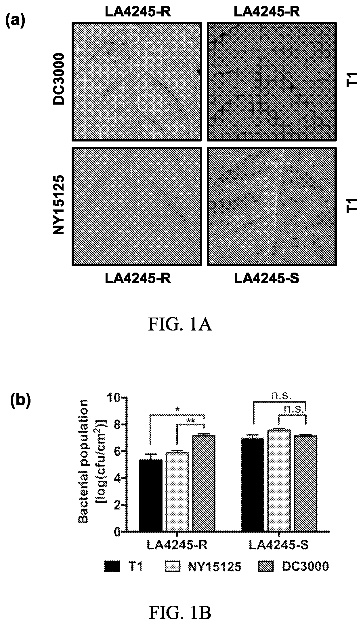 Patent US12157895 Figure 1 – Enhanced disease resistance in plants
