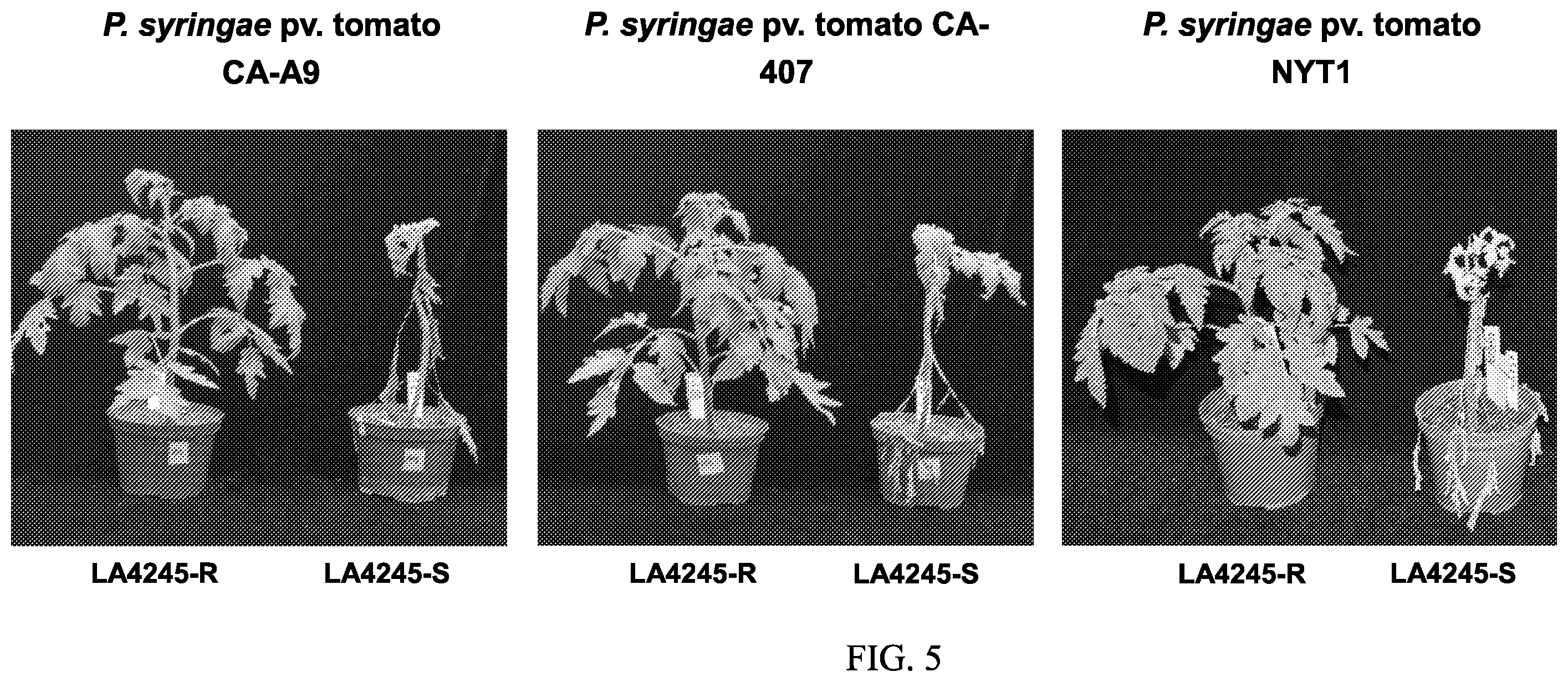 Patent US12157895 Figure 5 – Enhanced disease resistance in plants