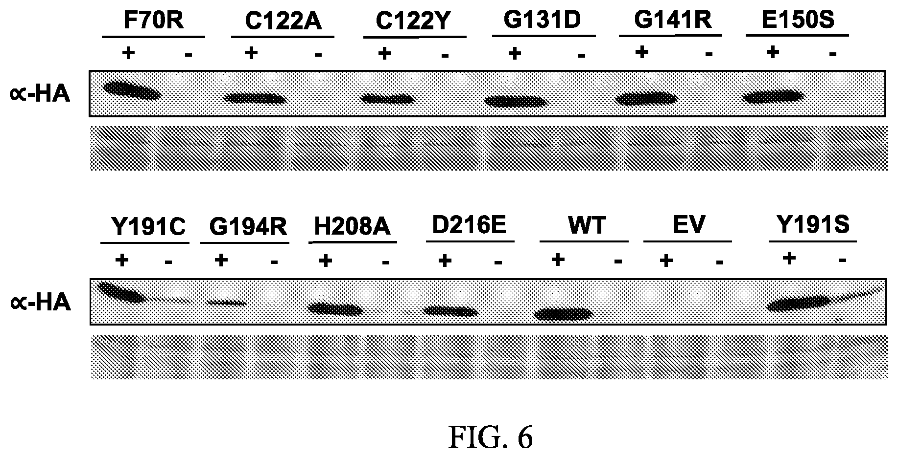 Patent US12157895 Figure 6 – Enhanced disease resistance in plants