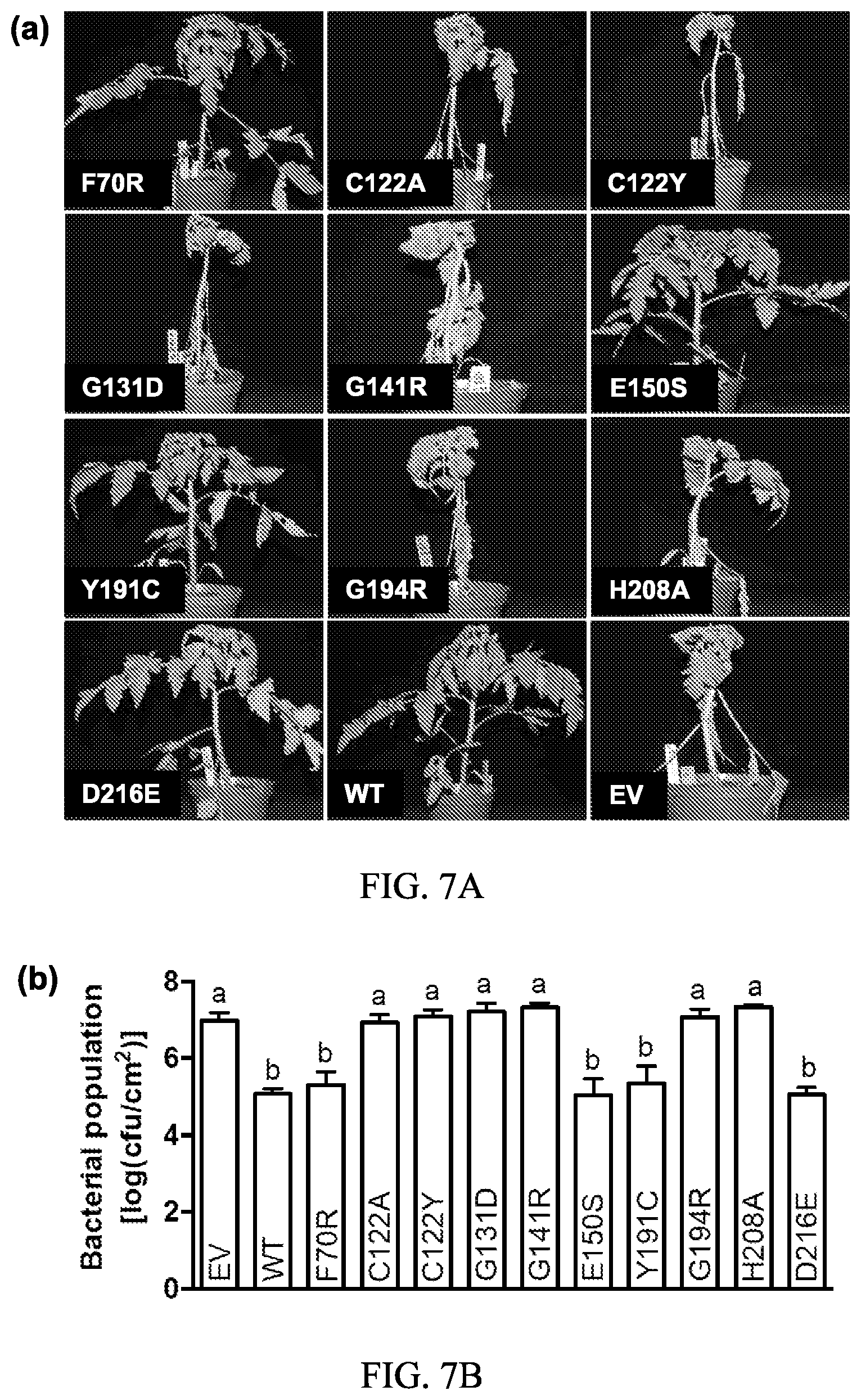 Patent US12157895 Figure 7 – Enhanced disease resistance in plants