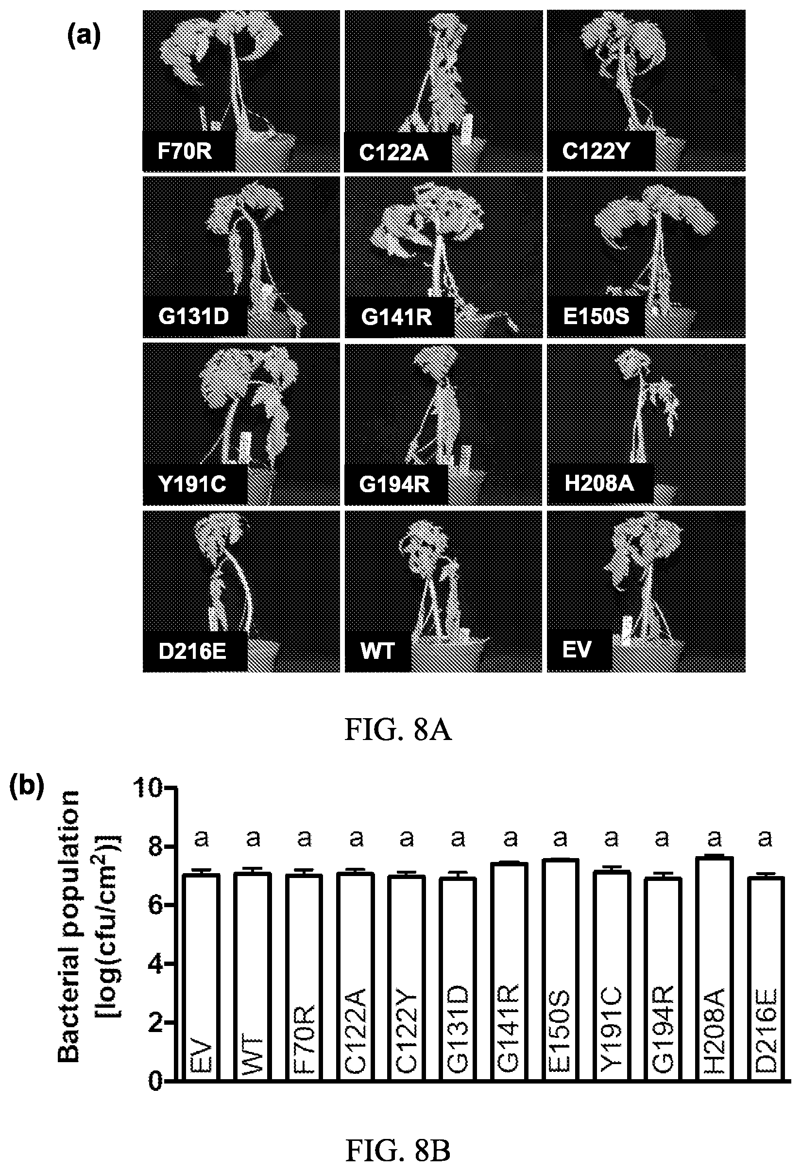 Patent US12157895 Figure 8 – Enhanced disease resistance in plants